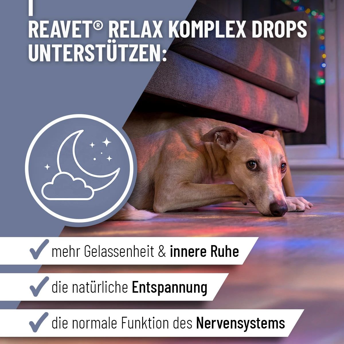 Hund unter Möbeln. Text: ReaVET Relax Komplex Drops unterstützen: mehr Gelassenheit, innere Ruhe, natürliche Entspannung, normale Funktion des Nervensystems.