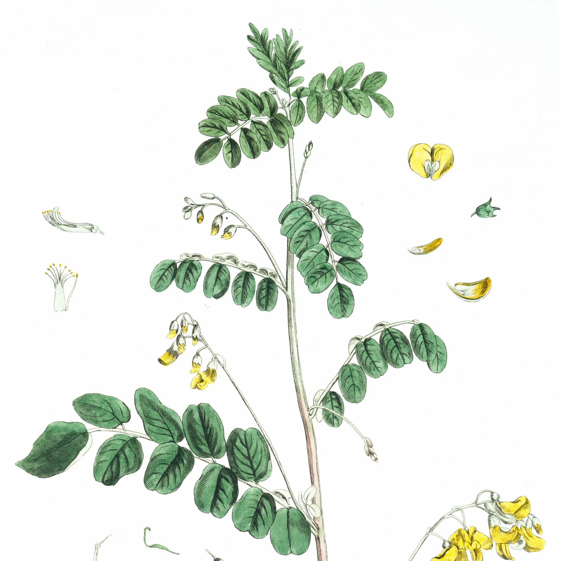 Öz Natur | Alexandrinische Senna