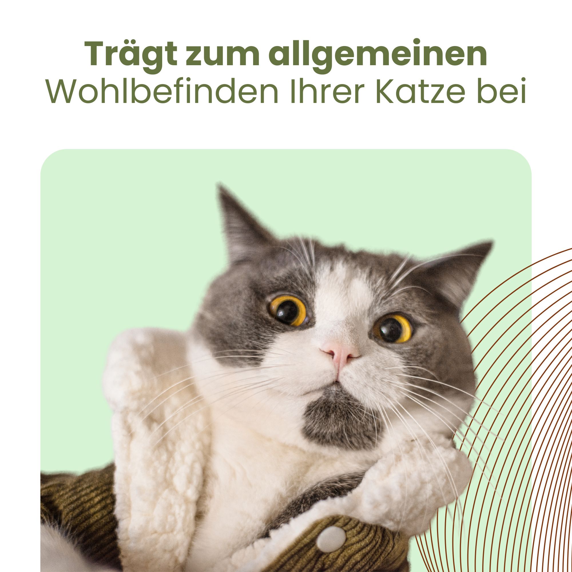 Katze in Jacke. Text: Trägt zum allgemeinen Wohlbefinden Ihrer Katze bei.