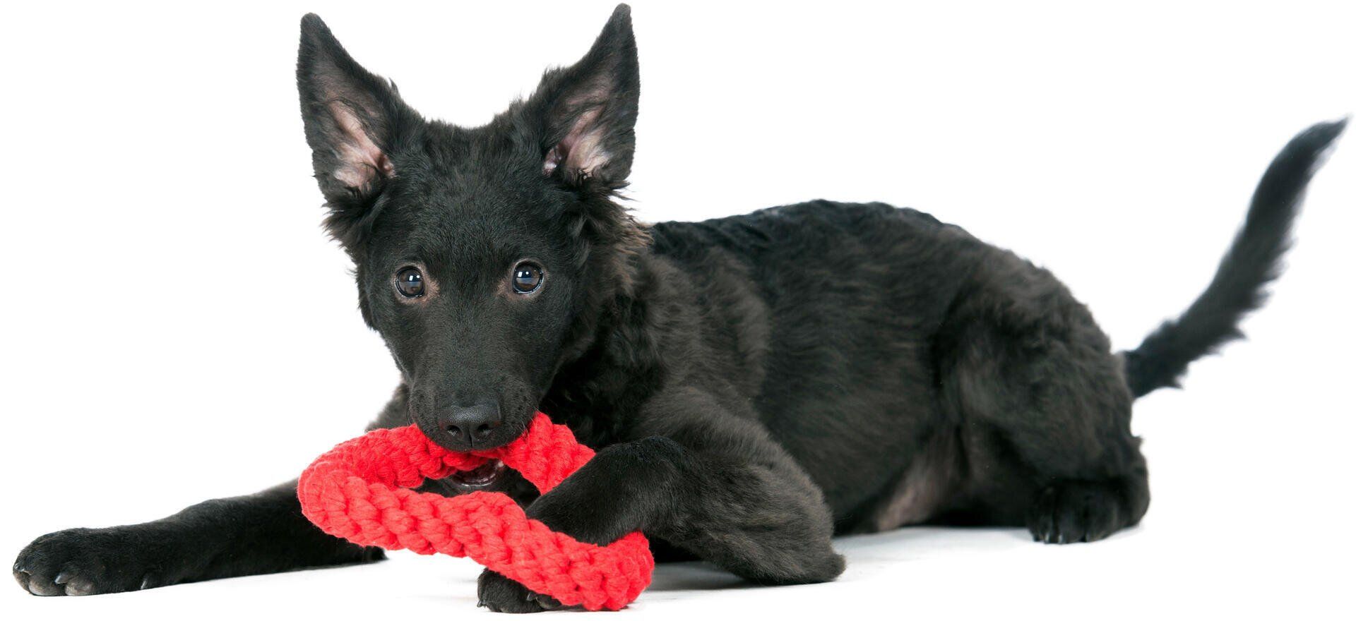 Hundespielzeug Hertha Heart - Laboni