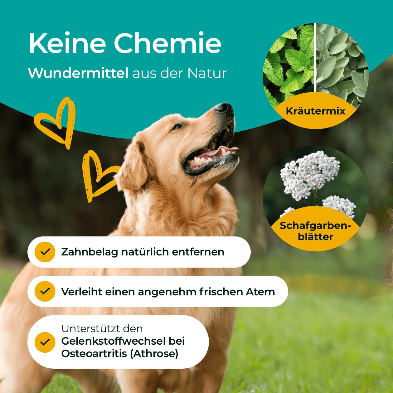 Hundpur® Zähne mit Dentalkomplex