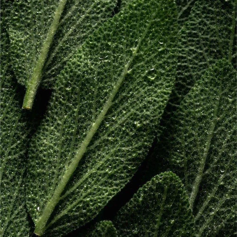 Zero Skin Stärkendes Rosmarin-Öl, für Haar und Kopfhaut kräftigend und nährend