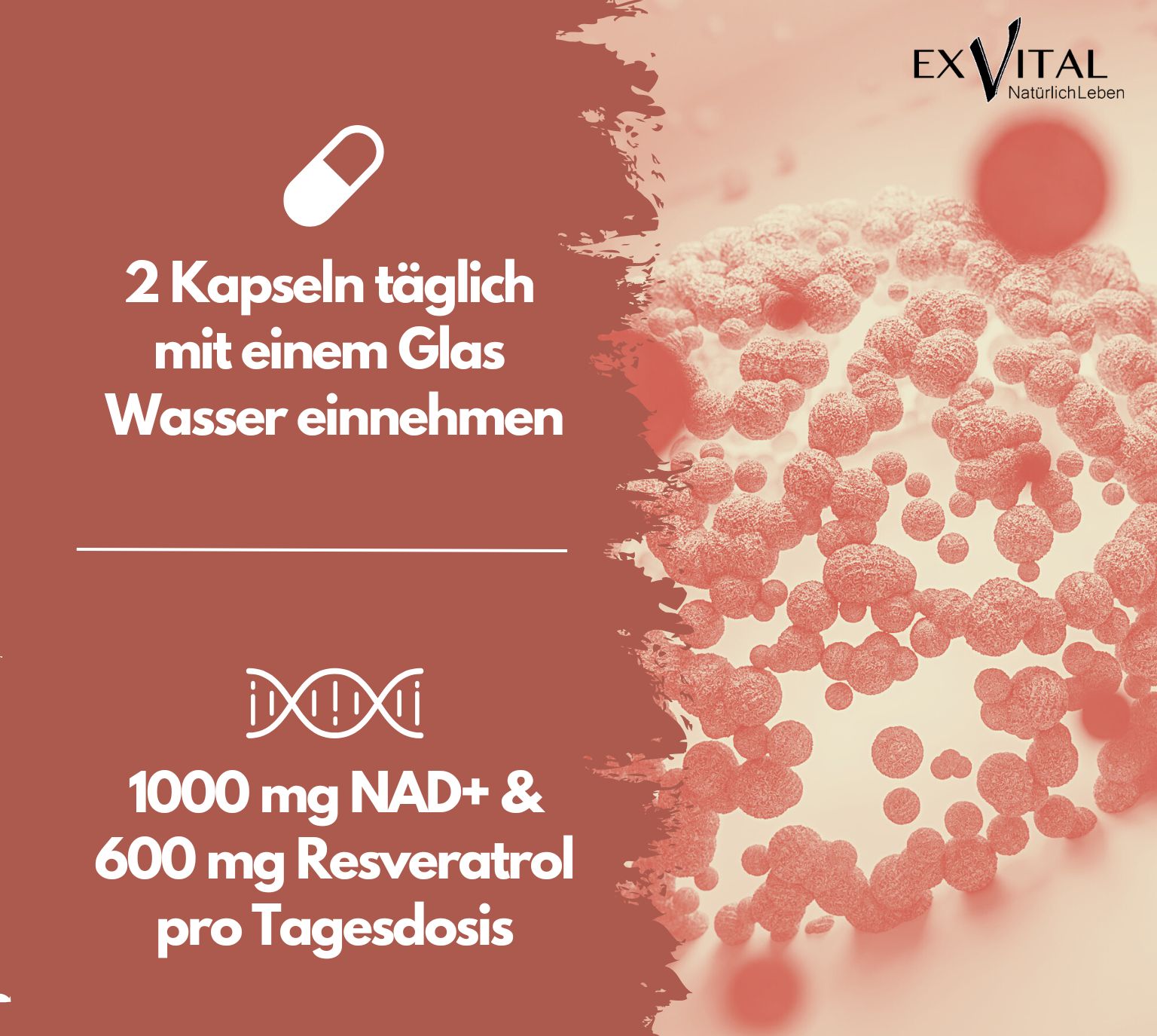 EXVital® NAD+ Kapseln, hochdosiert 1000mg NAD+ & 600mg Trans-Resveratrol pro Tag