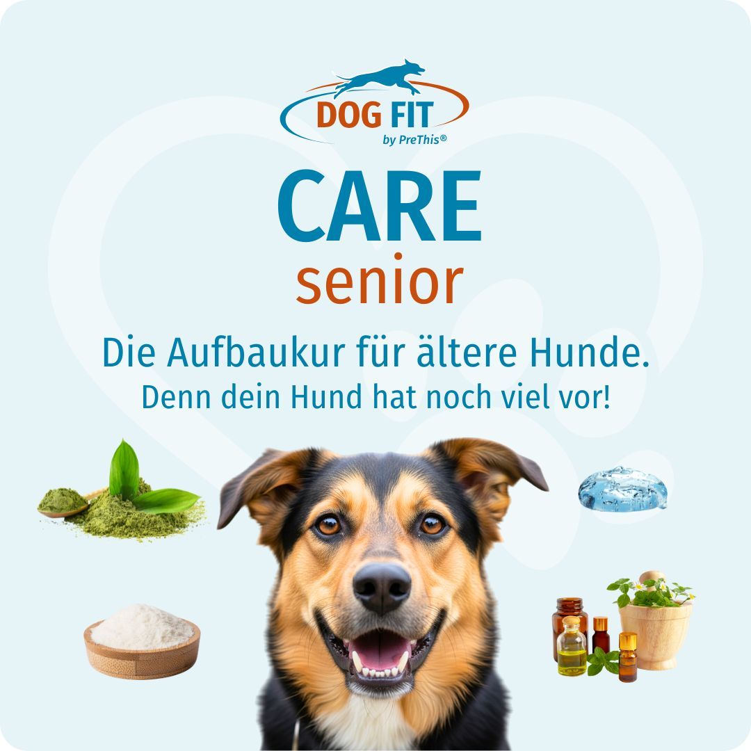 Hund mit offenem Maul, umgeben von Kräutern, Kristallen und Ölen. Text: Die Aufbaukur für ältere Hunde.