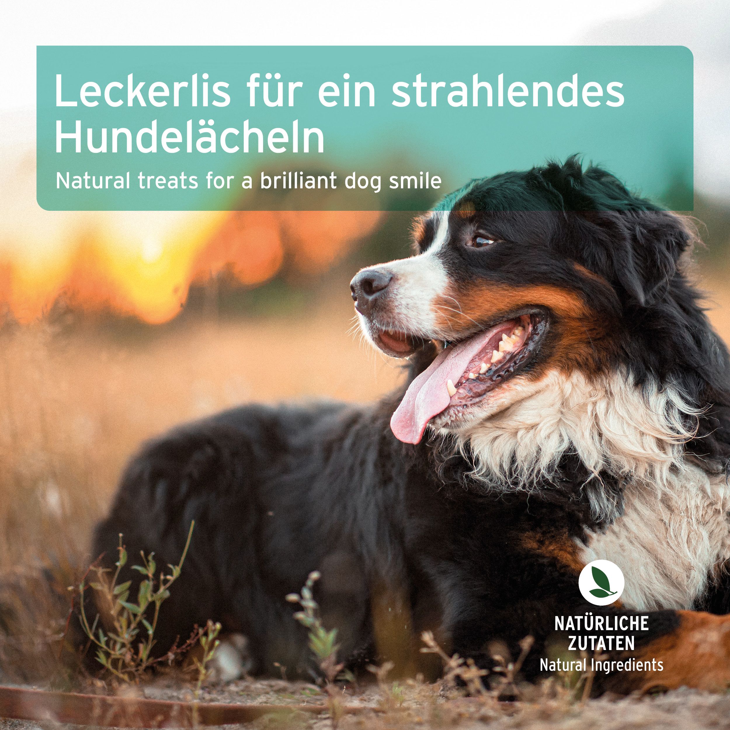 Hund im Freien. Text: Leckerlis für ein strahlendes Hundelächeln. Natürliche Zutaten. Logo: Natürliche Zutaten.