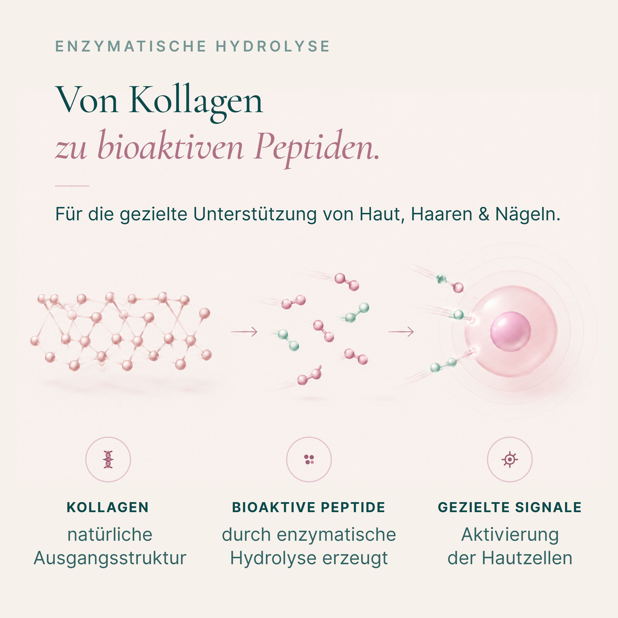 Grafische Darstellung der Umwandlung von Kollagen zu bioaktiven Peptiden für Hautzellen.