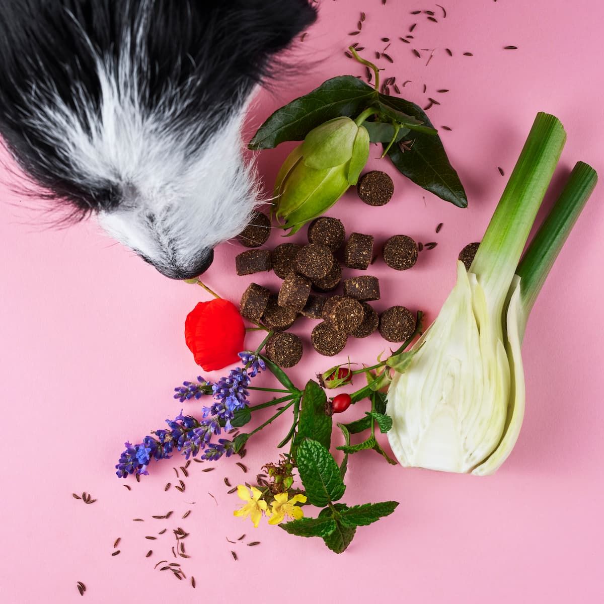 Hund, Leckerlis, Kräuter und Gemüse auf rosa Untergrund. Leckerlis in Würfelform. Kräuter: Lavendel, Fenchel, Minze, etc.