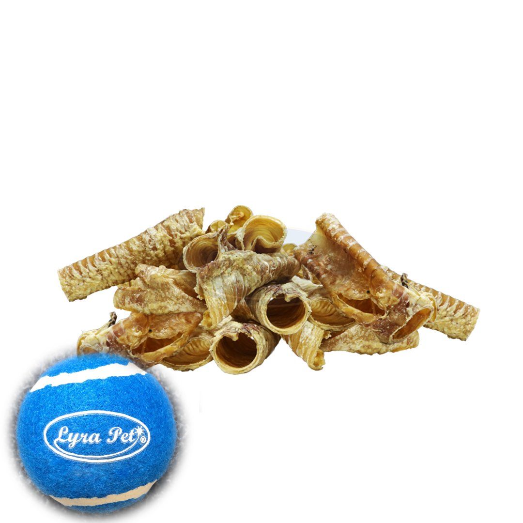 Lyra Pet® Rinderstrossen, 1-8 cm, mit Tennisball. Blaue Tennisball mit Lyra Pet® Logo.