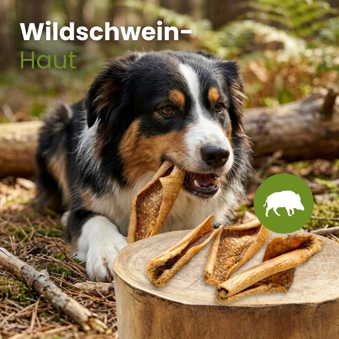 Hund kaut auf getrockneter Schweinehaut. Mehrere Stücke liegen auf einem Baumstumpf.