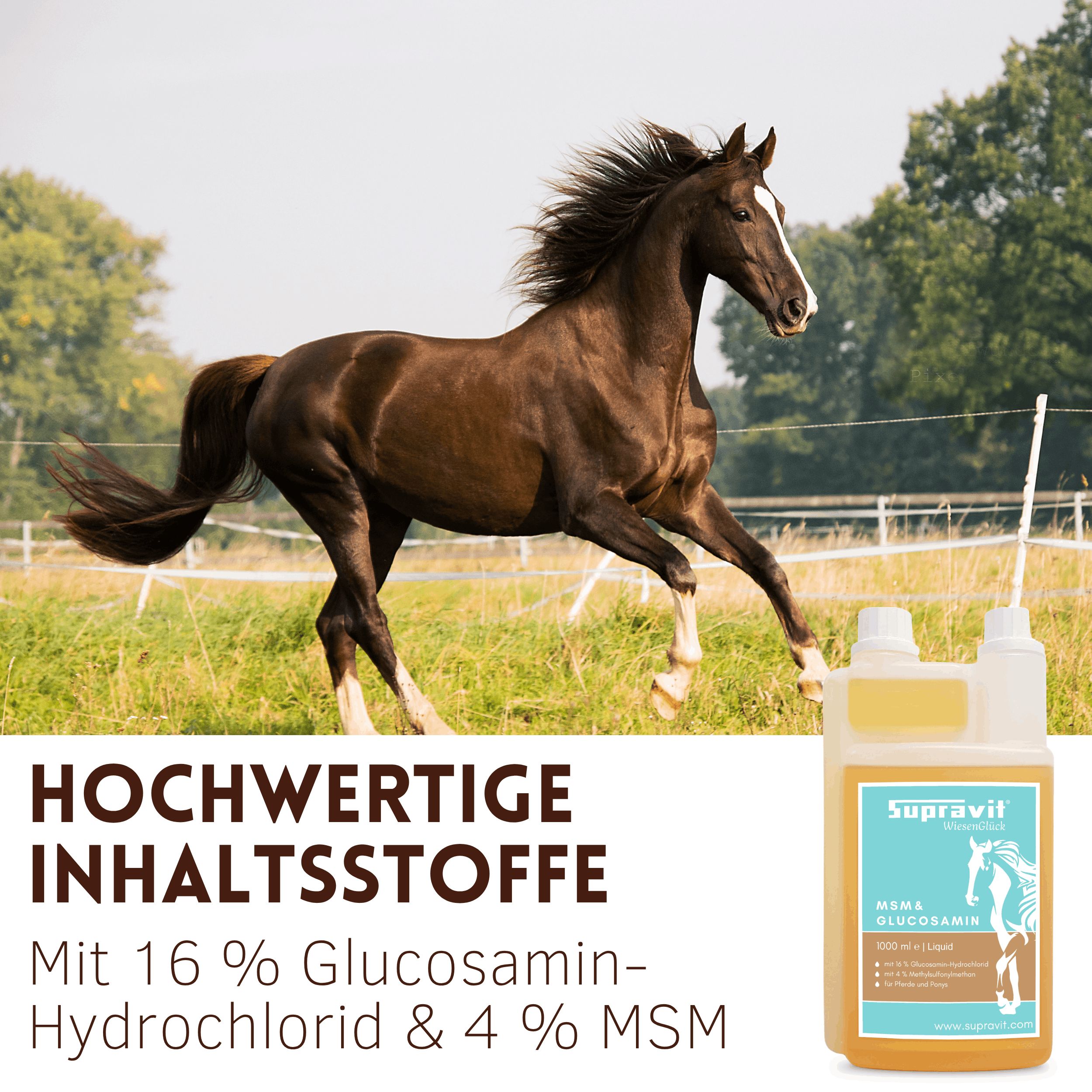 Flüssiges Ergänzungsfuttermittel. Aufschrift: Supravit. Mit 16% Glucosamin-Hydrochlorid & 4% MSM. Pferd im Galopp.