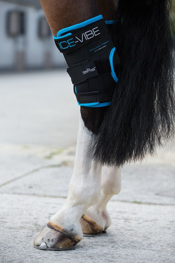 Schwarze Bandage mit blauem Rand am Pferdebein. Aufschrift ICE-VIBE. Klettverschlüsse. Pferd mit schwarzem Schweif.