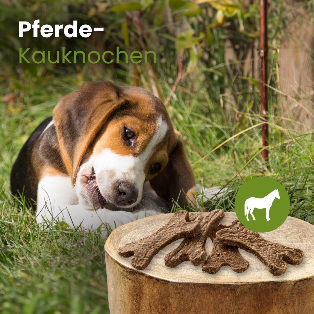 Hund kaut auf einem Pferde-Kauknoochen im Freien.