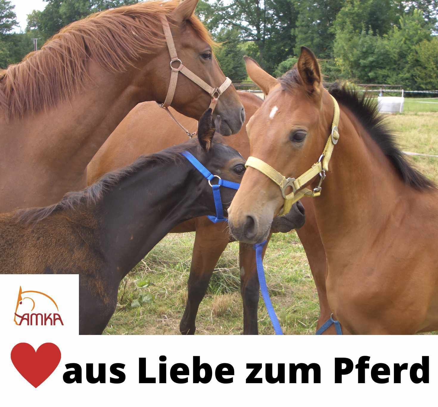 AMKA Hufbürste Classic mit