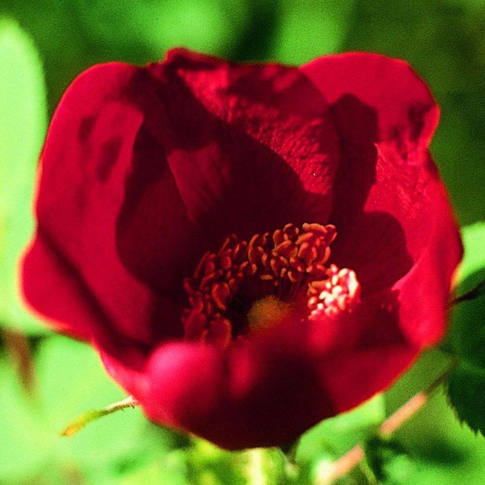 PHI Essences - Wildrosen-Hybride Essenz