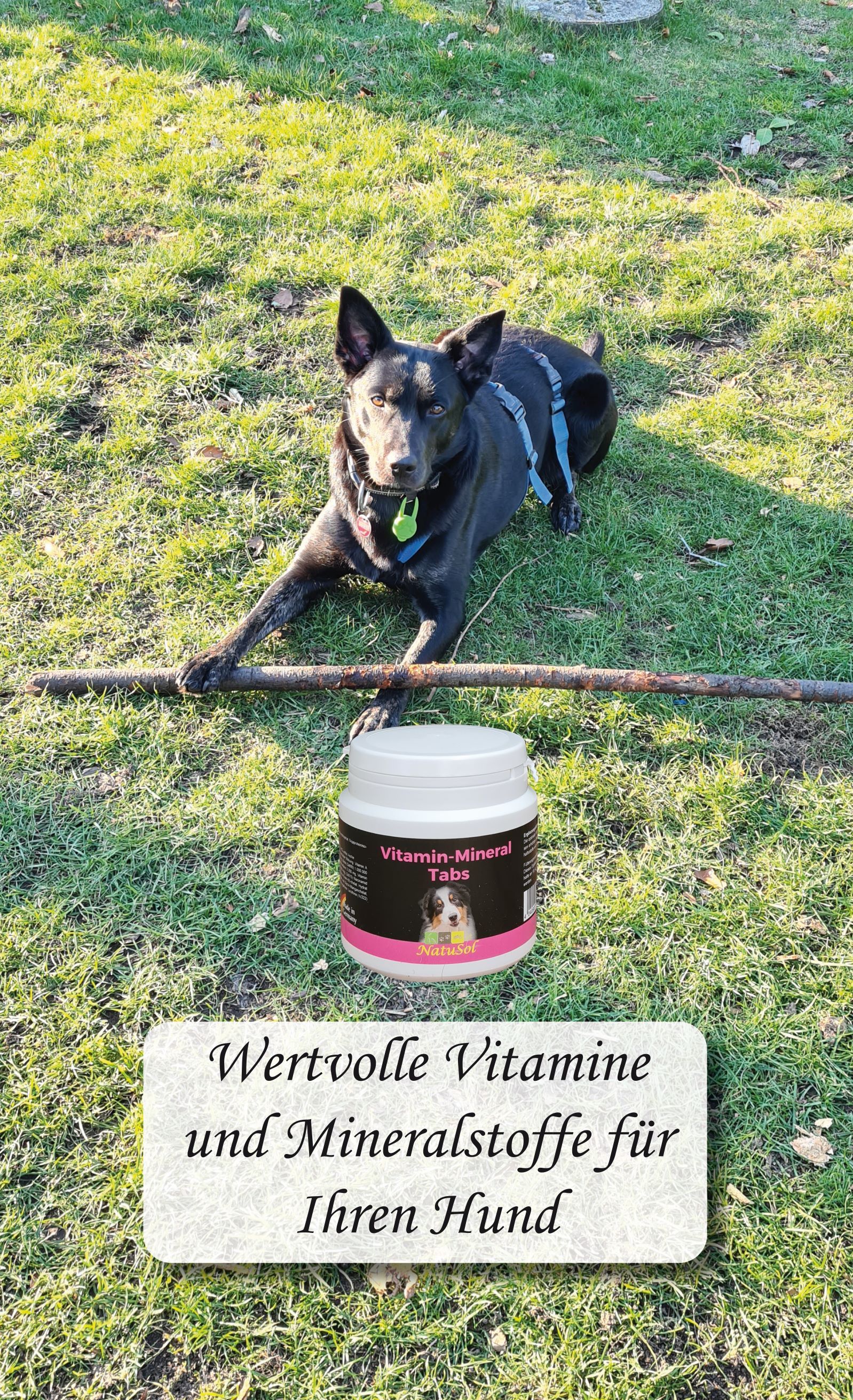 NatuSol Vitamin-Mineral Tabs für Hunde - optimale Vitaminversorgung 60 St Tabletten