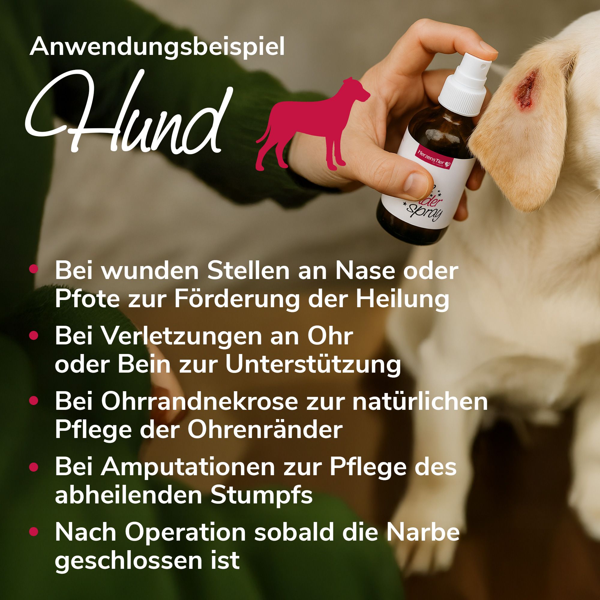 Hund mit Ohrwunde. Hand sprüht auf Ohr. Text: Anwendungsbeispiel Hund. Rote Punkte mit Text.