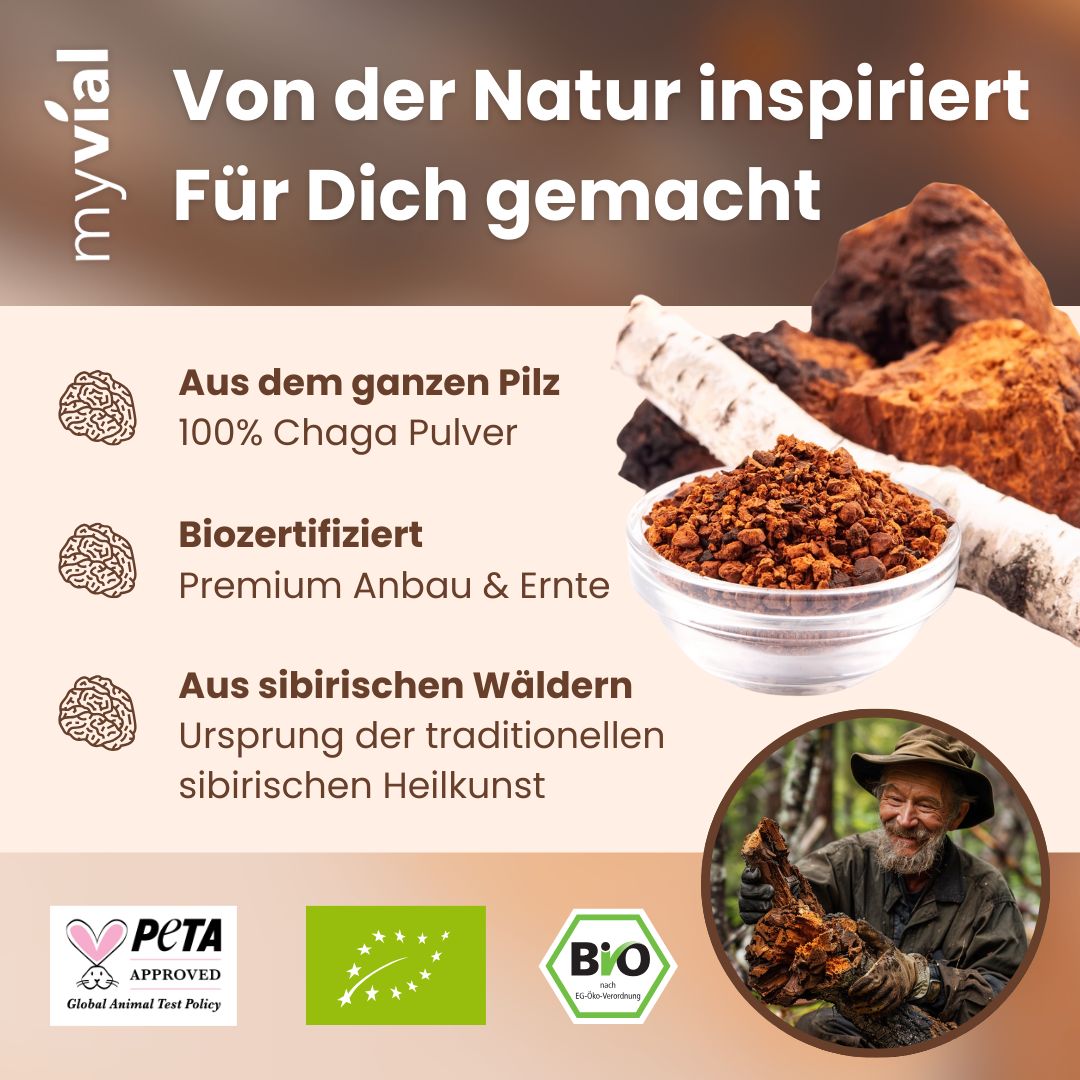 Nahaufnahme von Chaga-Pilzpulver in einer Glasschale, umgeben von Chaga-Pilzstücken und Birkenrinde.