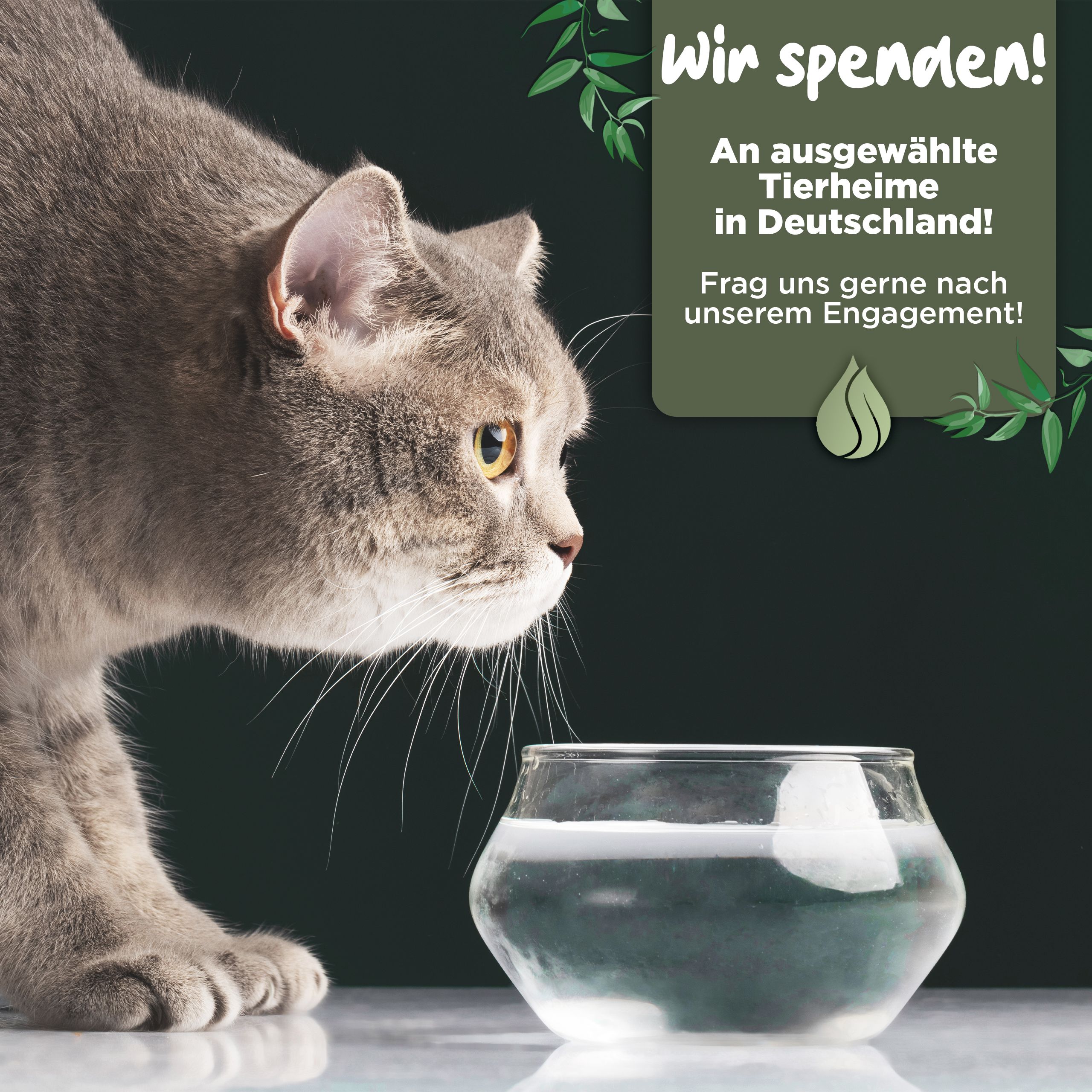 Katze schaut auf Glas mit Wasser. Text: Wir spenden an ausgewählte Tierheime in Deutschland!