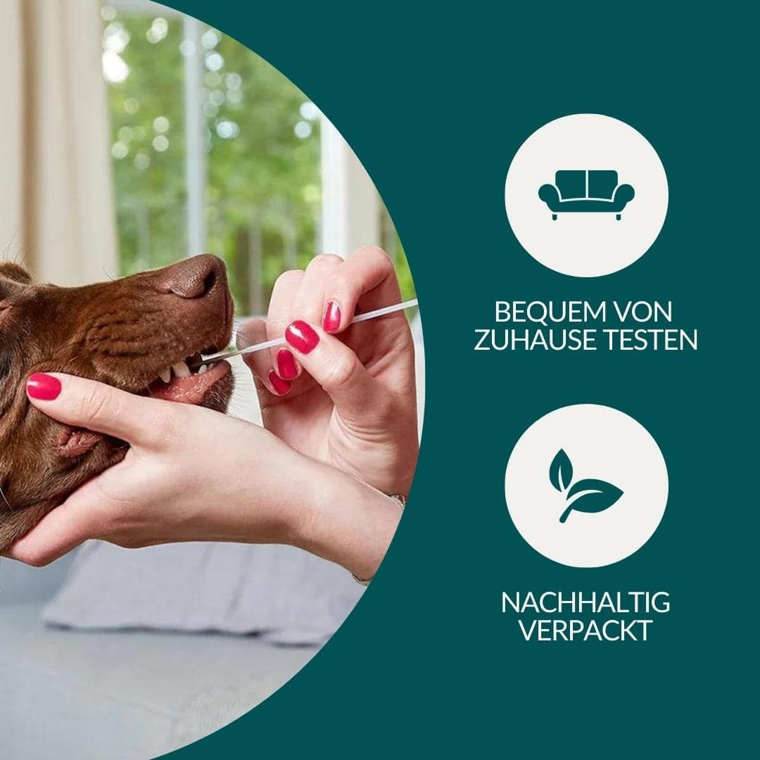 Ein Hund erhält einen Test-Swab im Maul, während eine Person ihn festhält. Icons zeigen Sofa und Blatt.