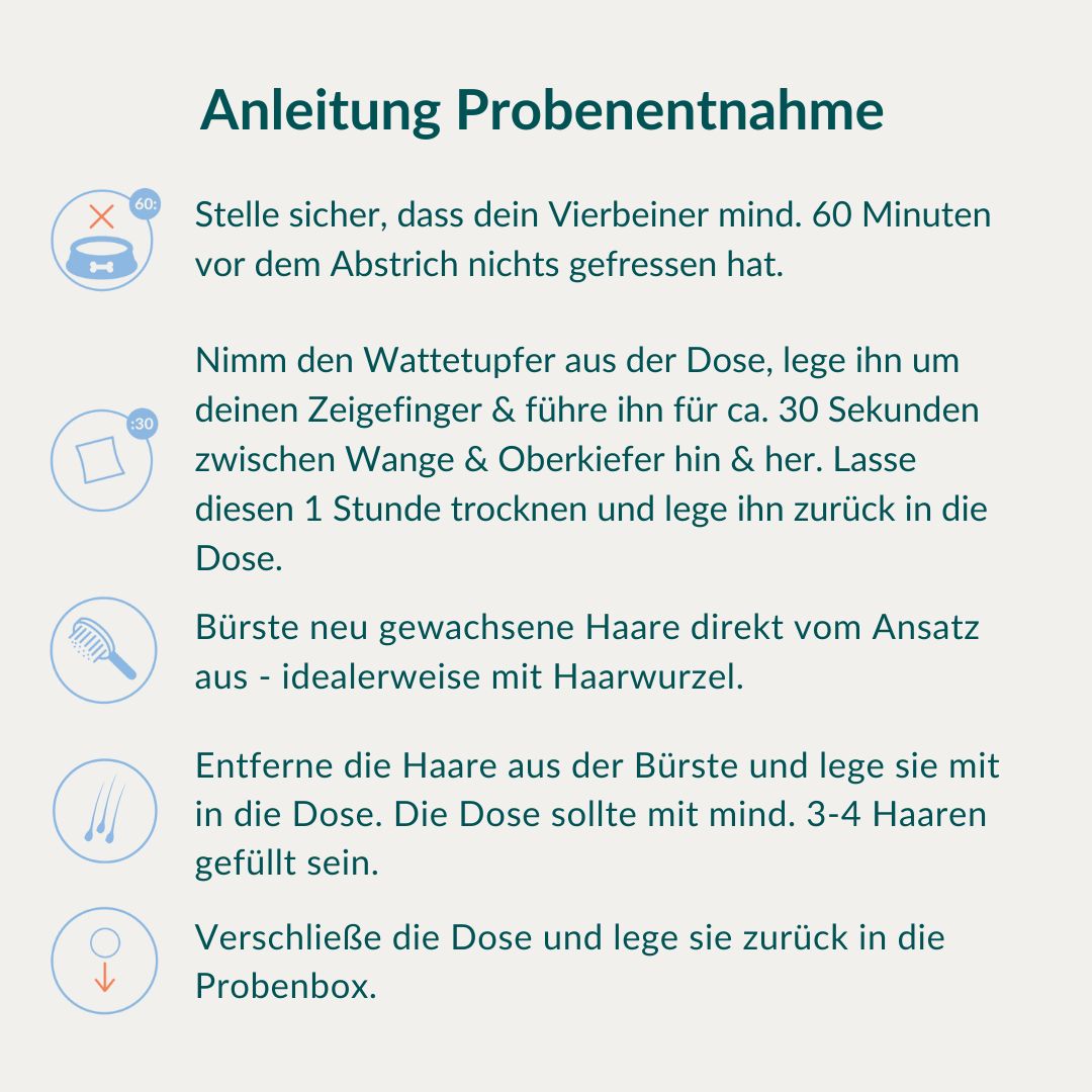 Anleitung zur Probenentnahme: 60 Min. vor Test nichts fressen, Wangenabstrich, Haarentnahme, Rücksendung.