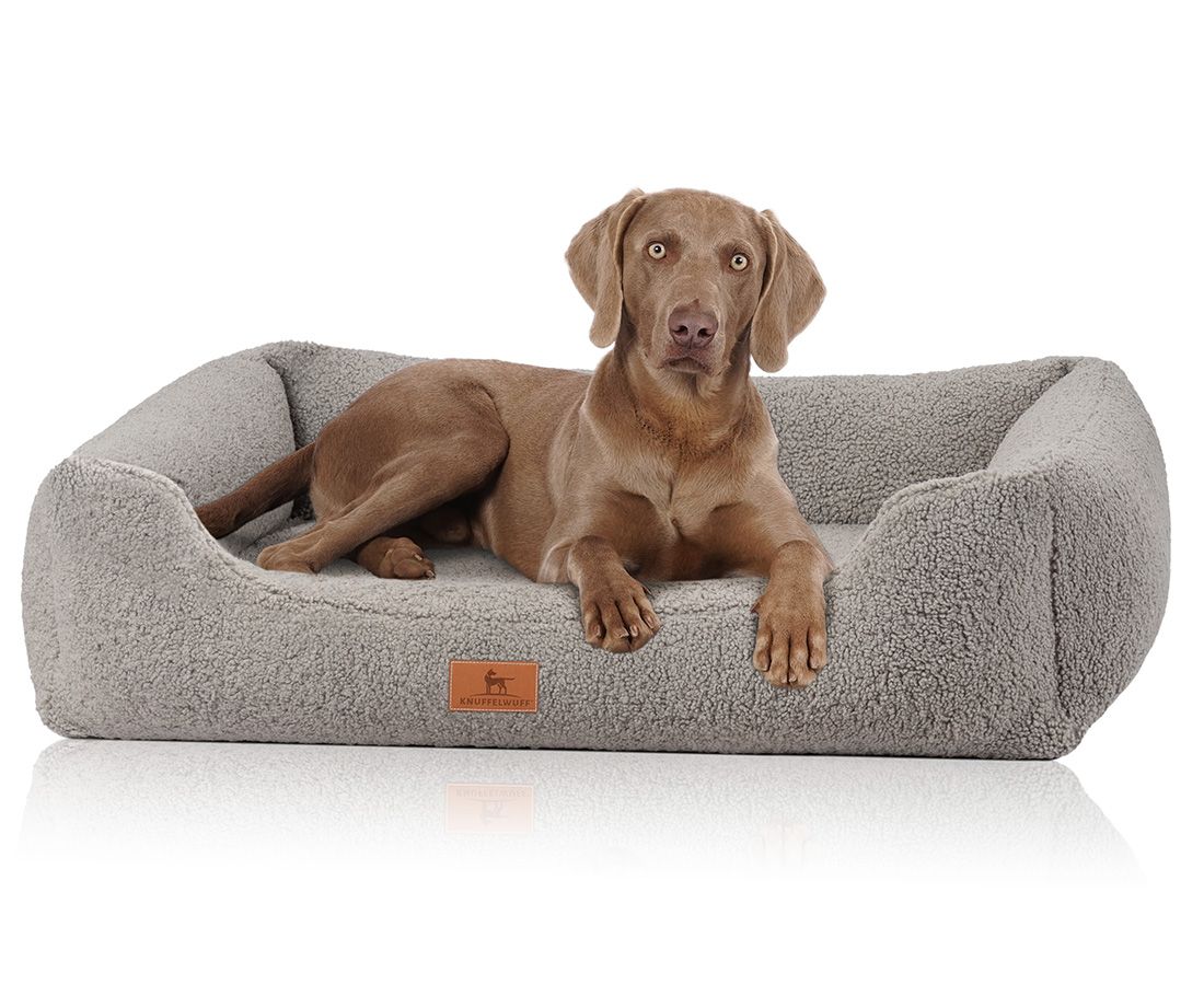 Hund liegt auf orthopädischem Hundebett. Graues Bett mit erhöhten Seiten. Hund in liegender Position. Markenlogo sichtbar.