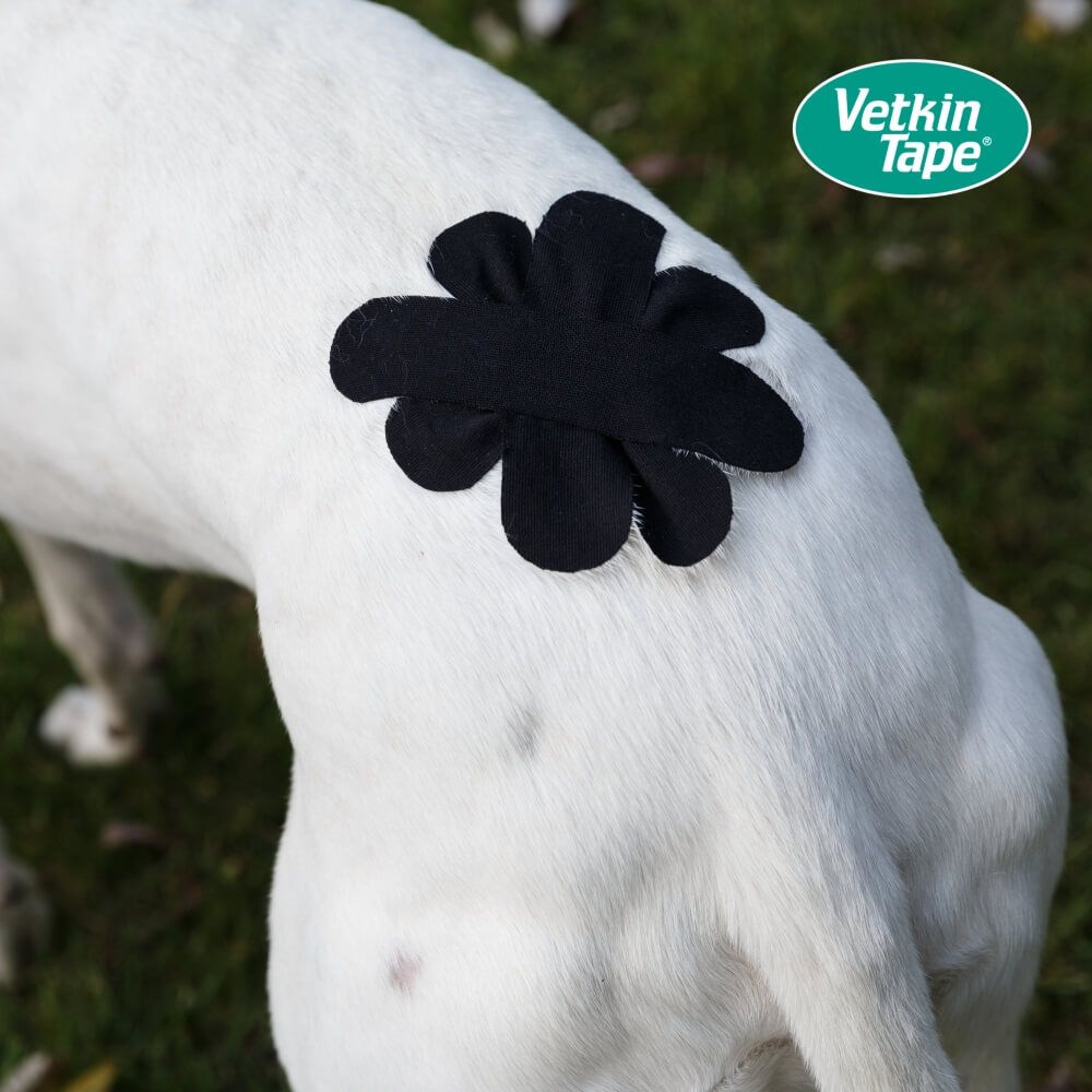 Schwarzes, blumenförmiges Kinesiotape auf dem Fell eines weißen Hundes.