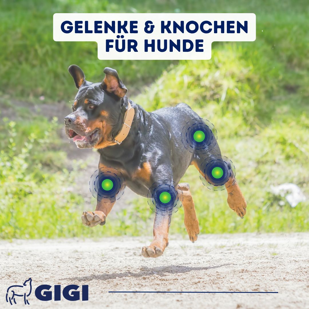 GIGI VET Hunde Gelenke & Knochen