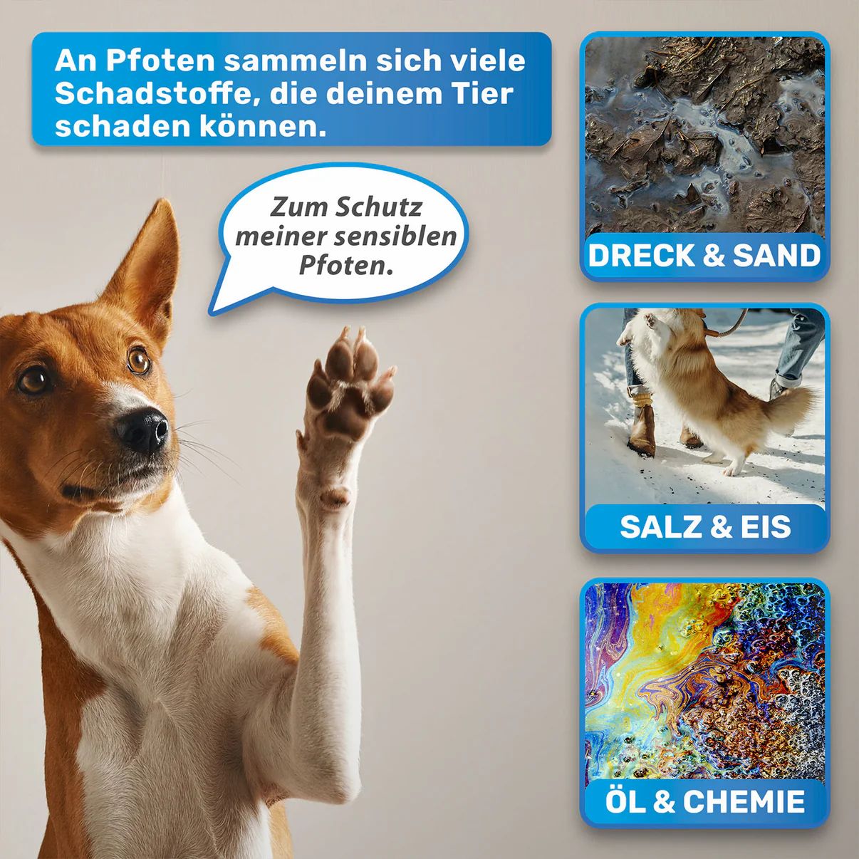 Hund hebt Pfote. Text: An Pfoten sammeln sich viele Schadstoffe. Bilder: Schmutz, Eis, Öl.