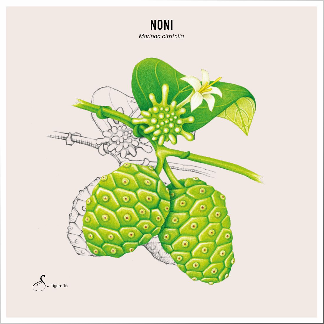 Sekoya Swiss - Noni | Extrakt aus Noni-Saft