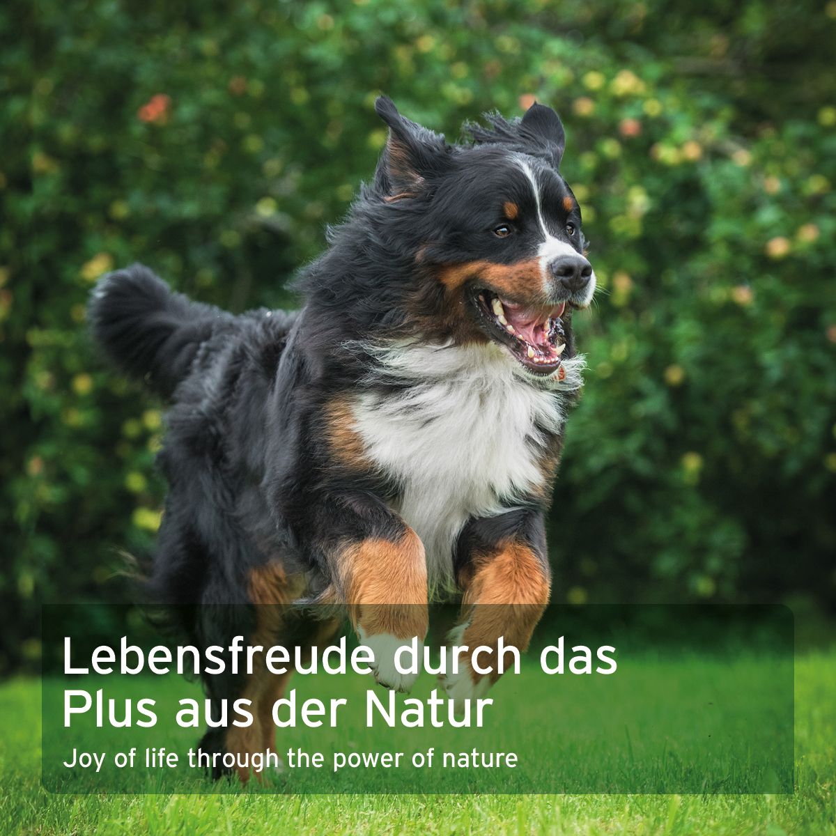 Ein Hund rennt auf einer grünen Wiese. Text: Lebensfreude durch das Plus aus der Natur.