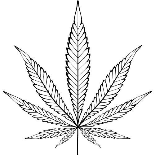 Hanföl 100% Alteya Organics