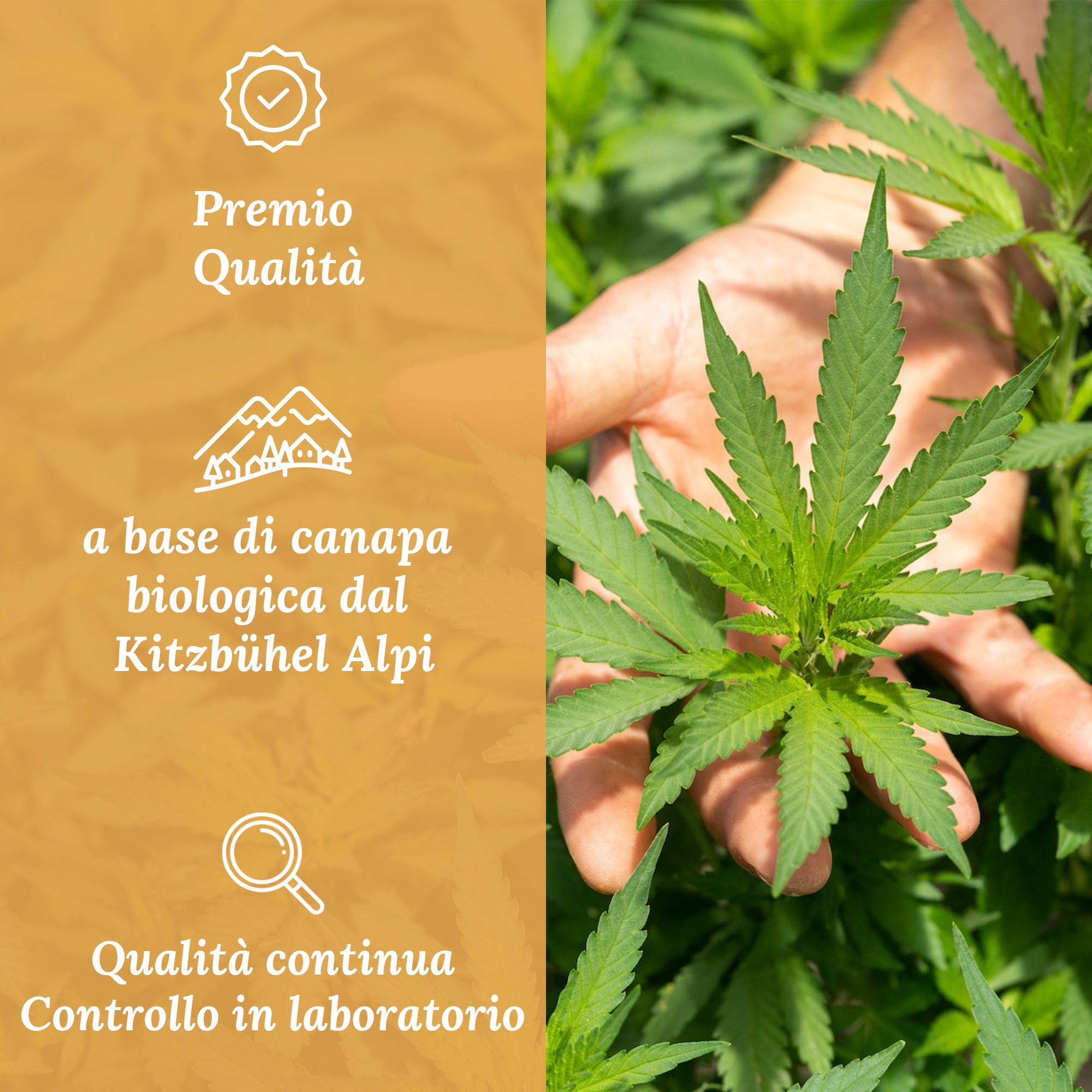 Mano che tiene una pianta di cannabis. Testo: base di canapa biologica dalle Alpi di Kitzbühel.
