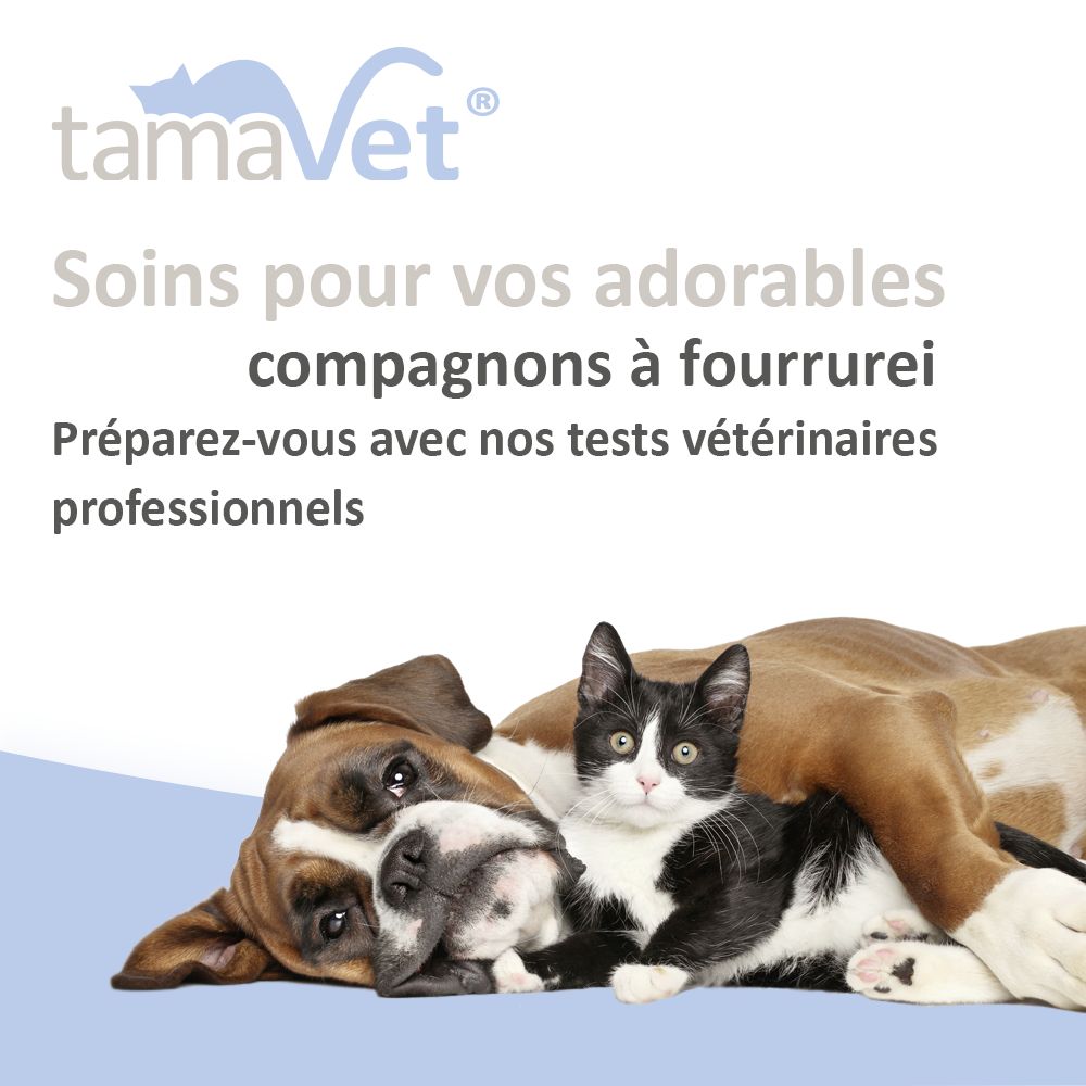 Chien et chat ensemble. Texte : Soins pour vos adorables compagnons à fourrure.