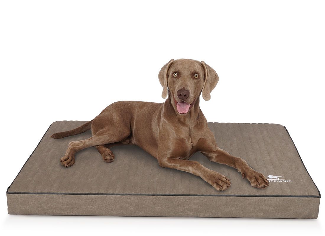 Hund liegt auf orthopädischer Hundematte Palomino. Braune Matte mit schwarzem Rand. Knuffelwuff Logo.