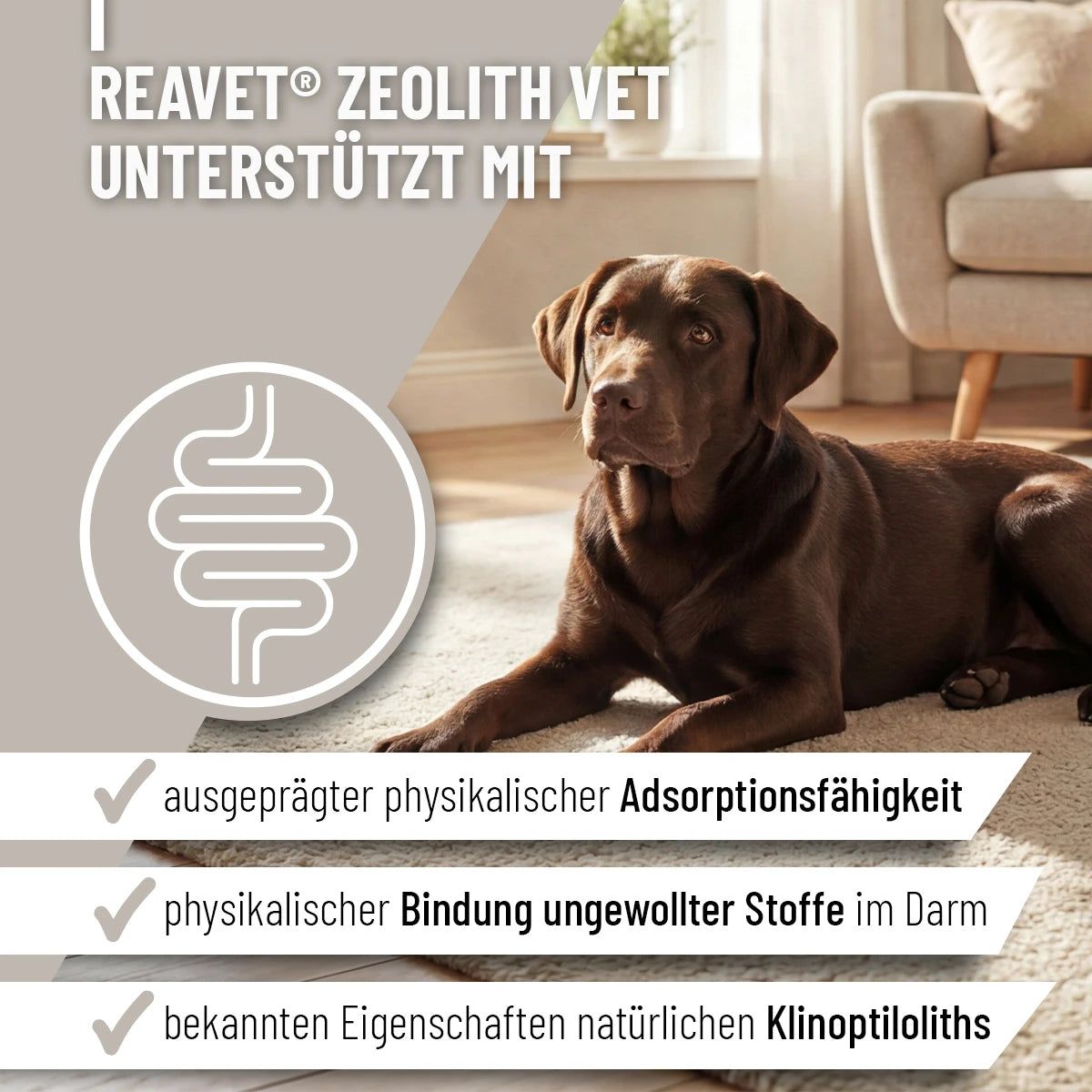 Brauner Hund liegt auf einem Teppich. Text: ReaVET Zeolith VET. Grafische Darstellung des Darms. Text: Adsorptionsfähigkeit, Bindung unerwünschter Stoffe, Eigenschaften.