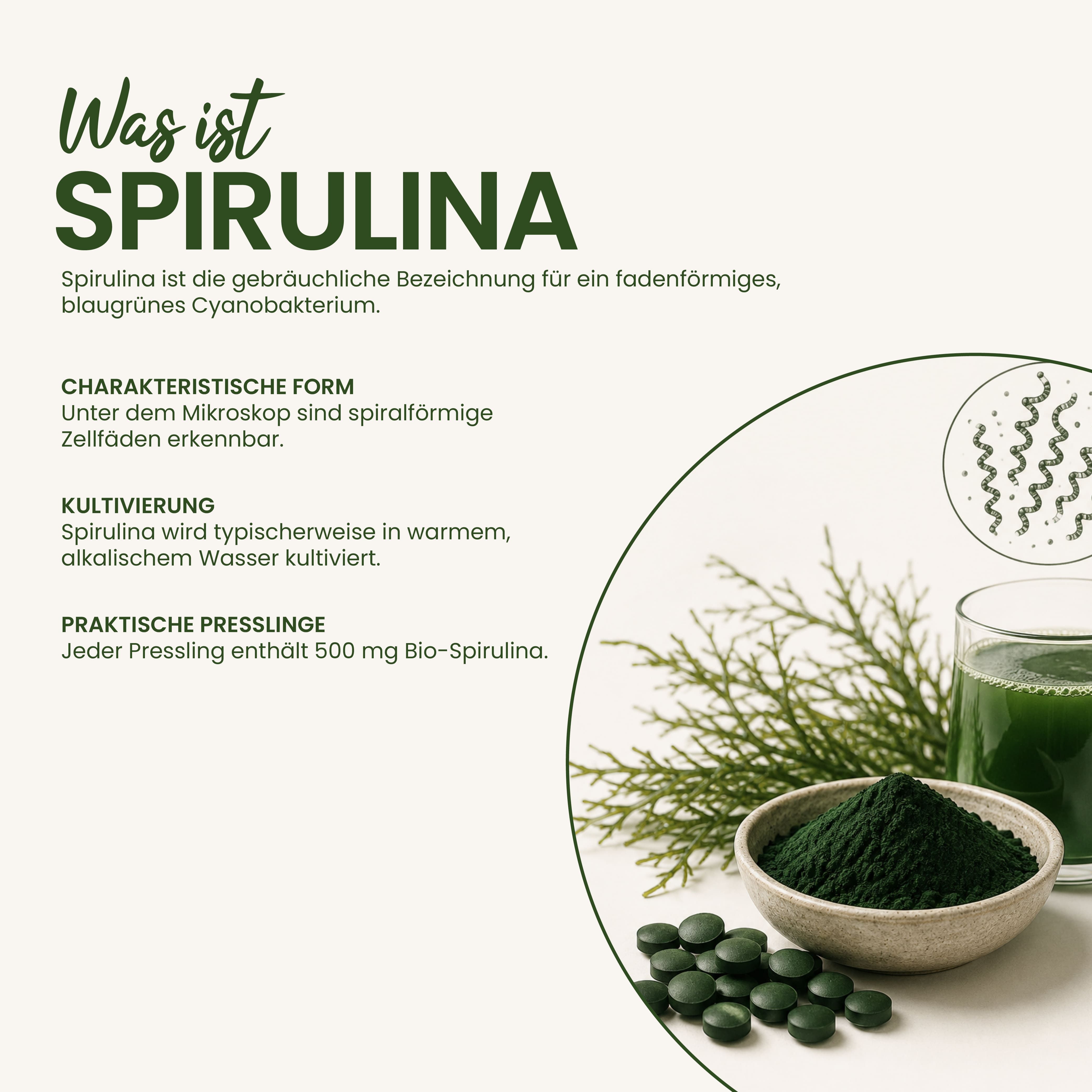 Was ist Spirulina? Charakteristische Form und Kultivierung.