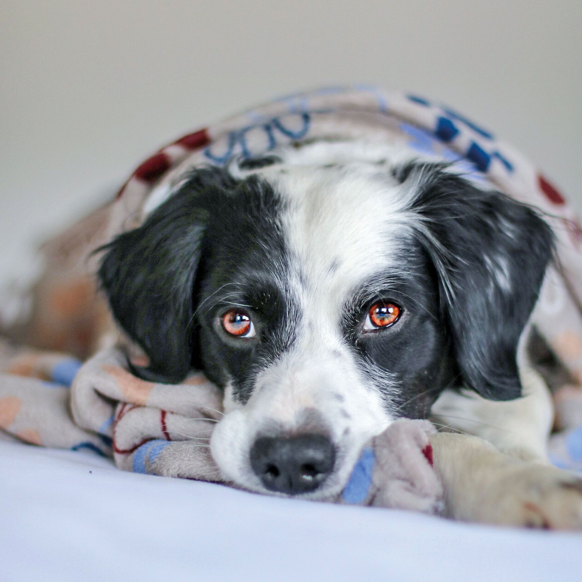 Schecker Hundedecke - Hundedecke Lissi