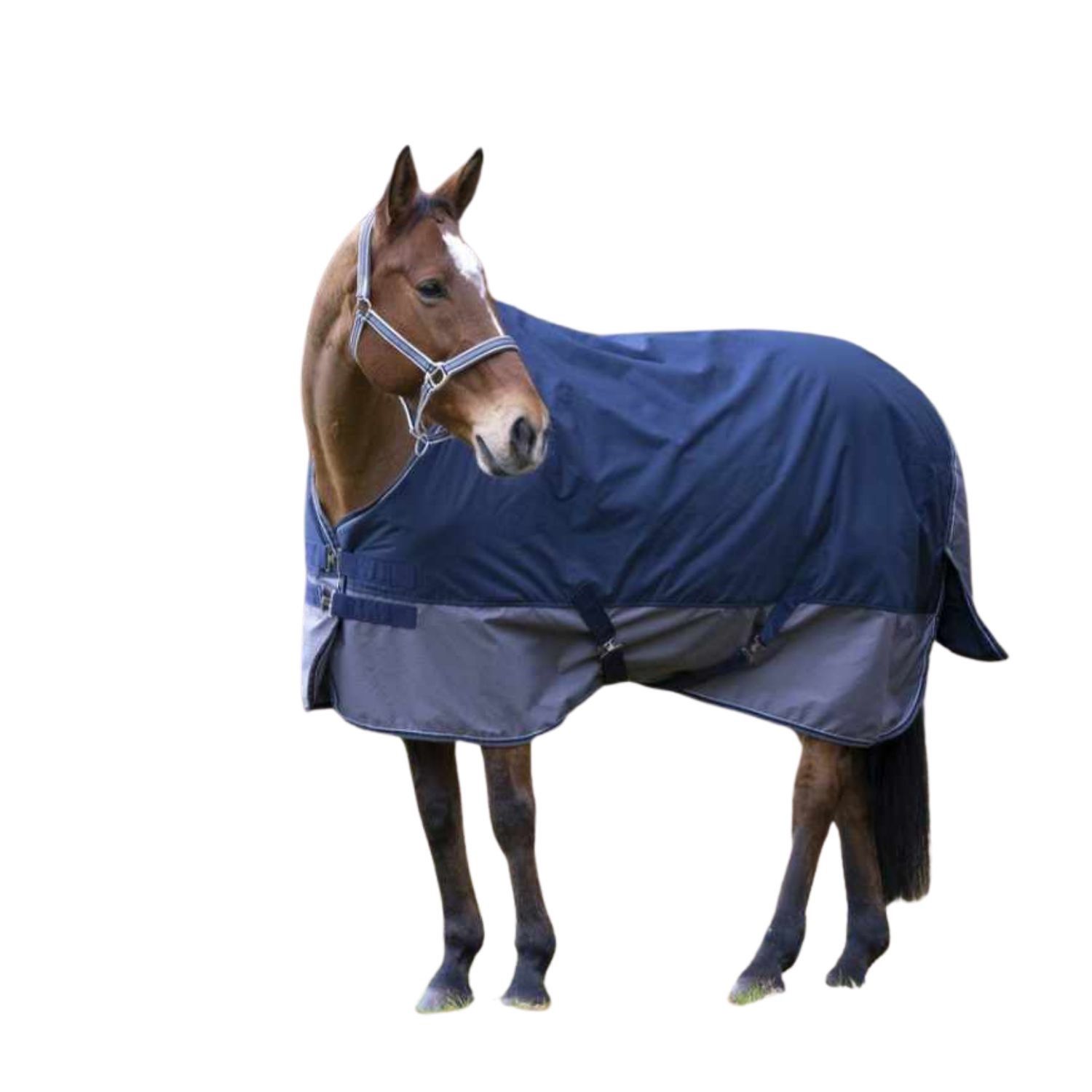 Pferd mit blauer und grauer Outdoordecke. Das Pferd steht vor weißem Hintergrund.