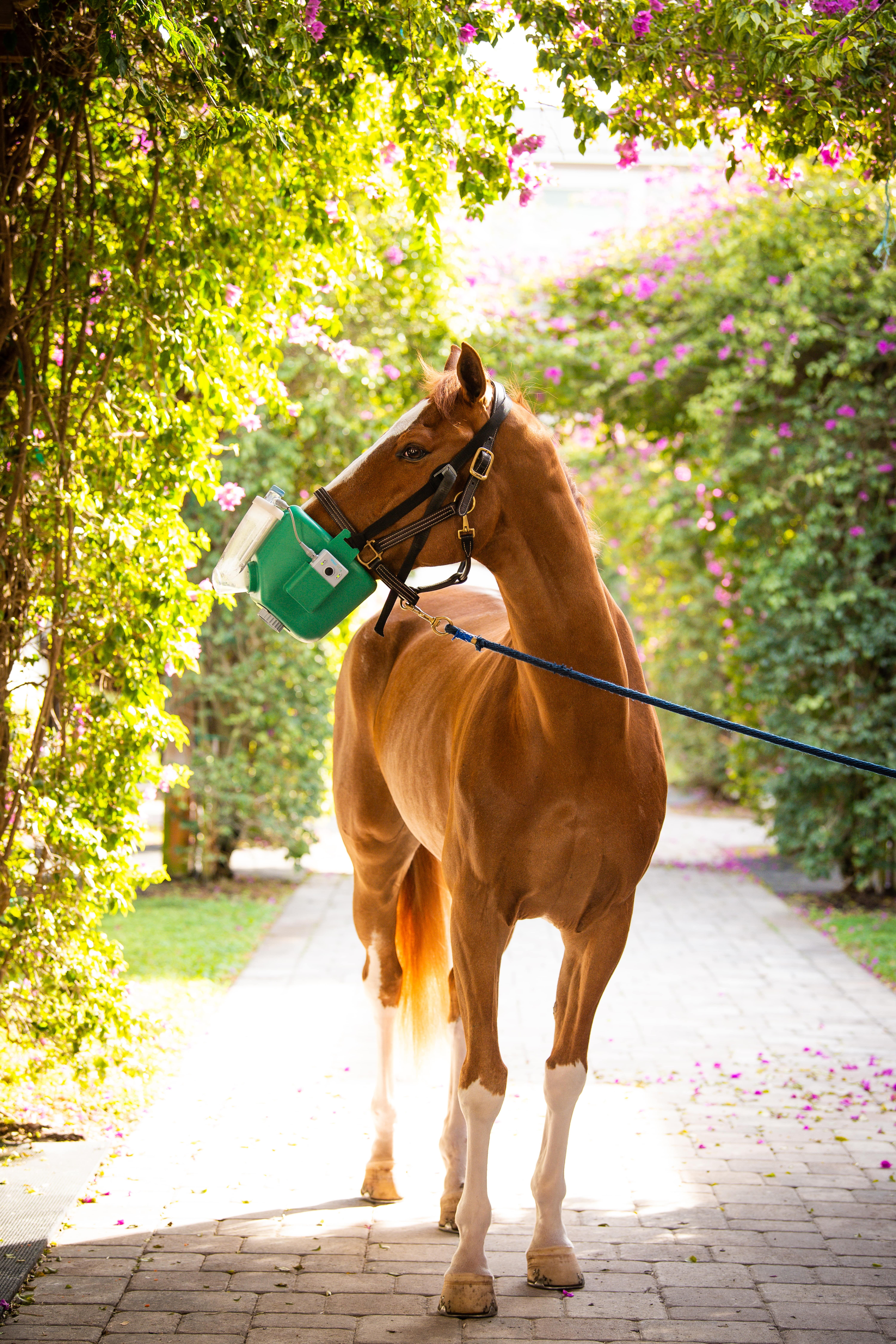 Flexineb E3 Inhalator Komplettset Standard