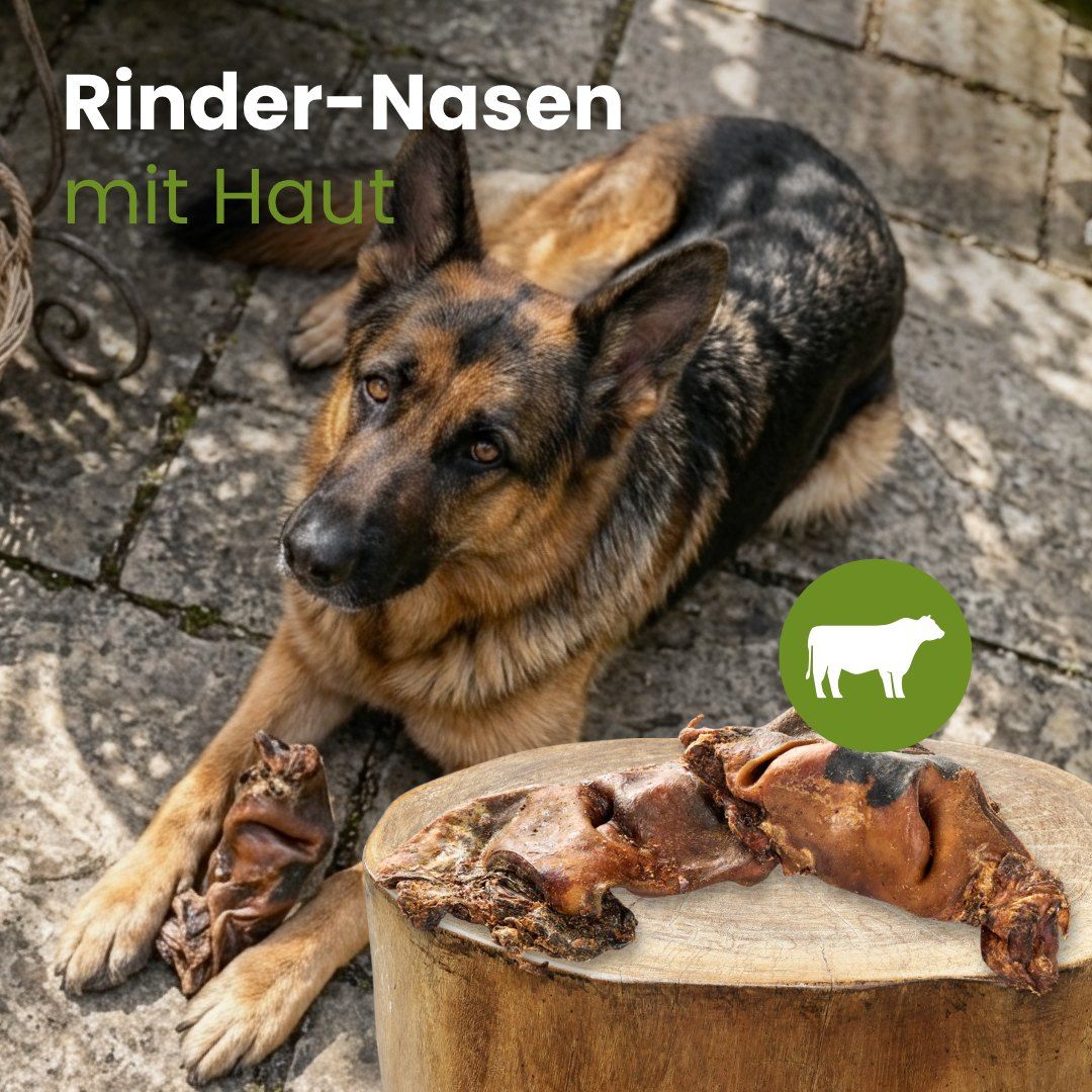Ein Deutscher Schäferhund liegt neben Rinder-Nasen mit Haut auf einem Baumstamm.