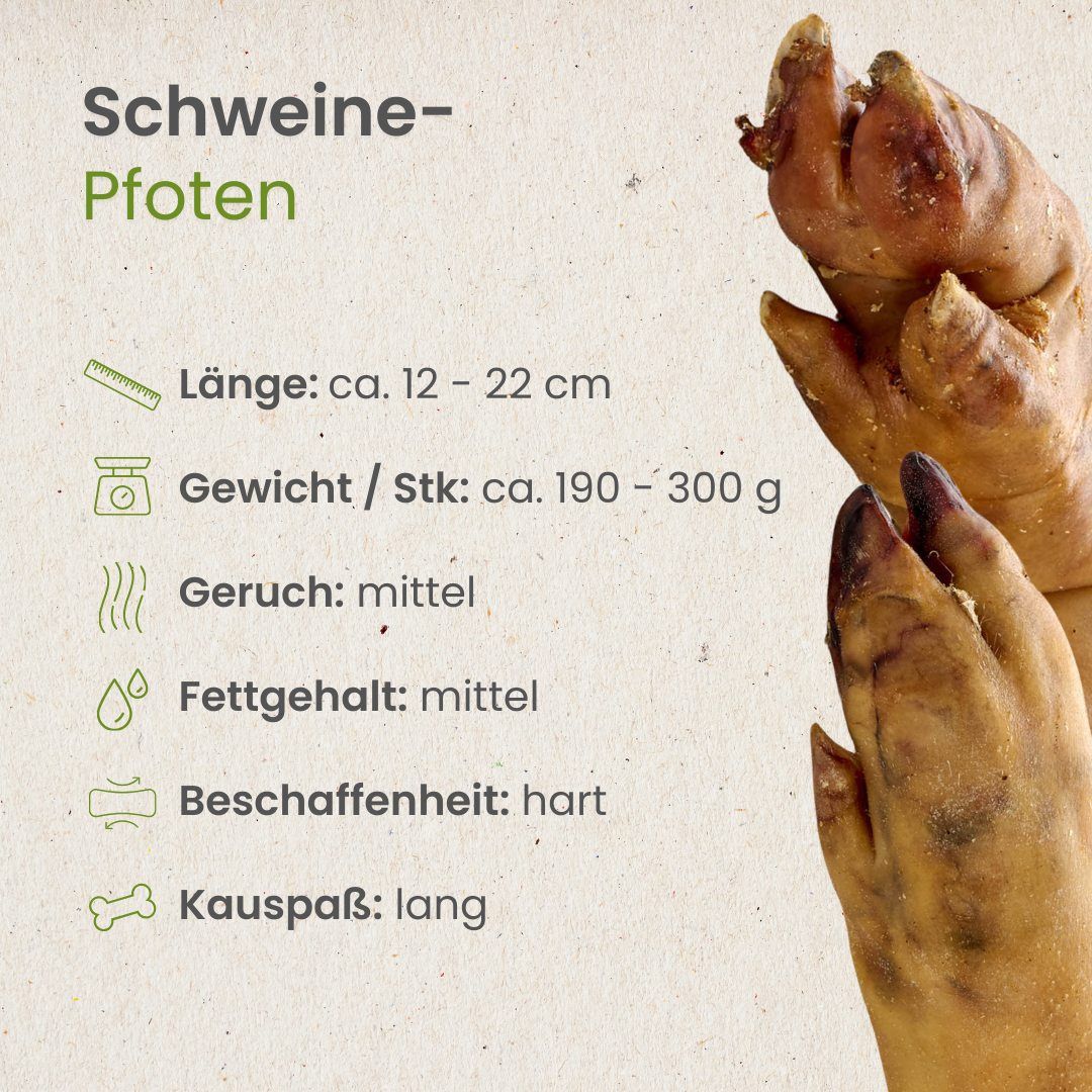 Ein Golden Retriever kaut auf einer Schweinepfote, die auf einem Baumstumpf liegt.