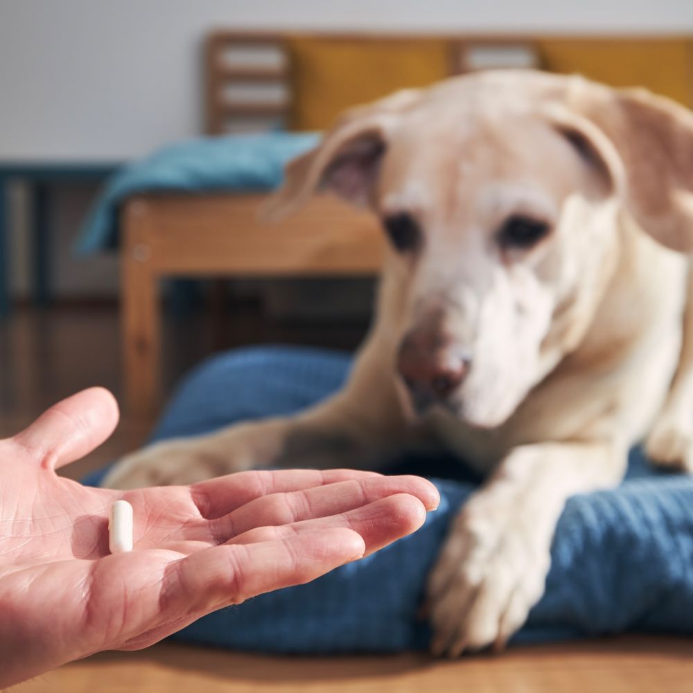 Dog-Native Gelenkkapseln für Hunde