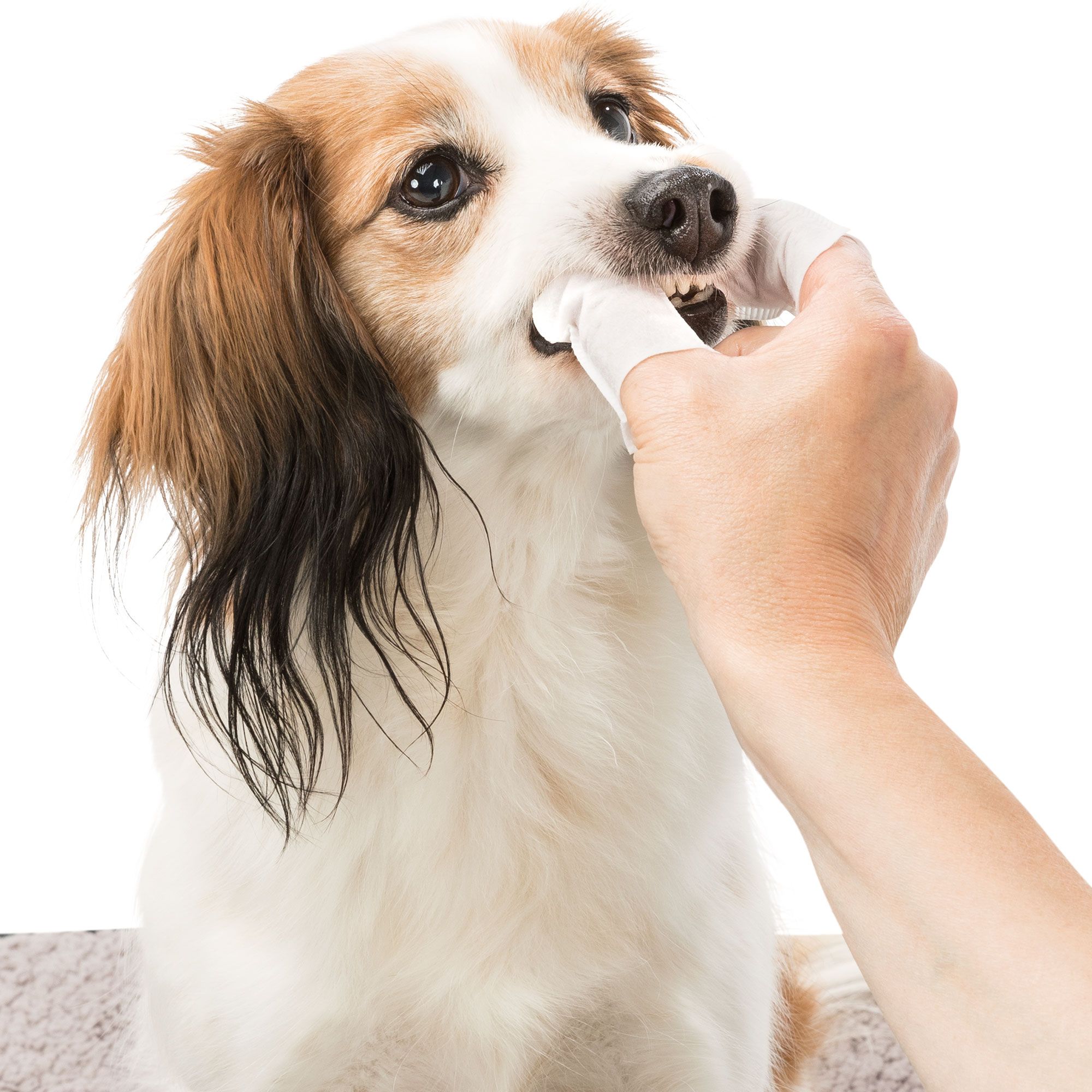 Trixie - Zahnpflege Fingerlinge für Hunde - Einweg Fingerpads