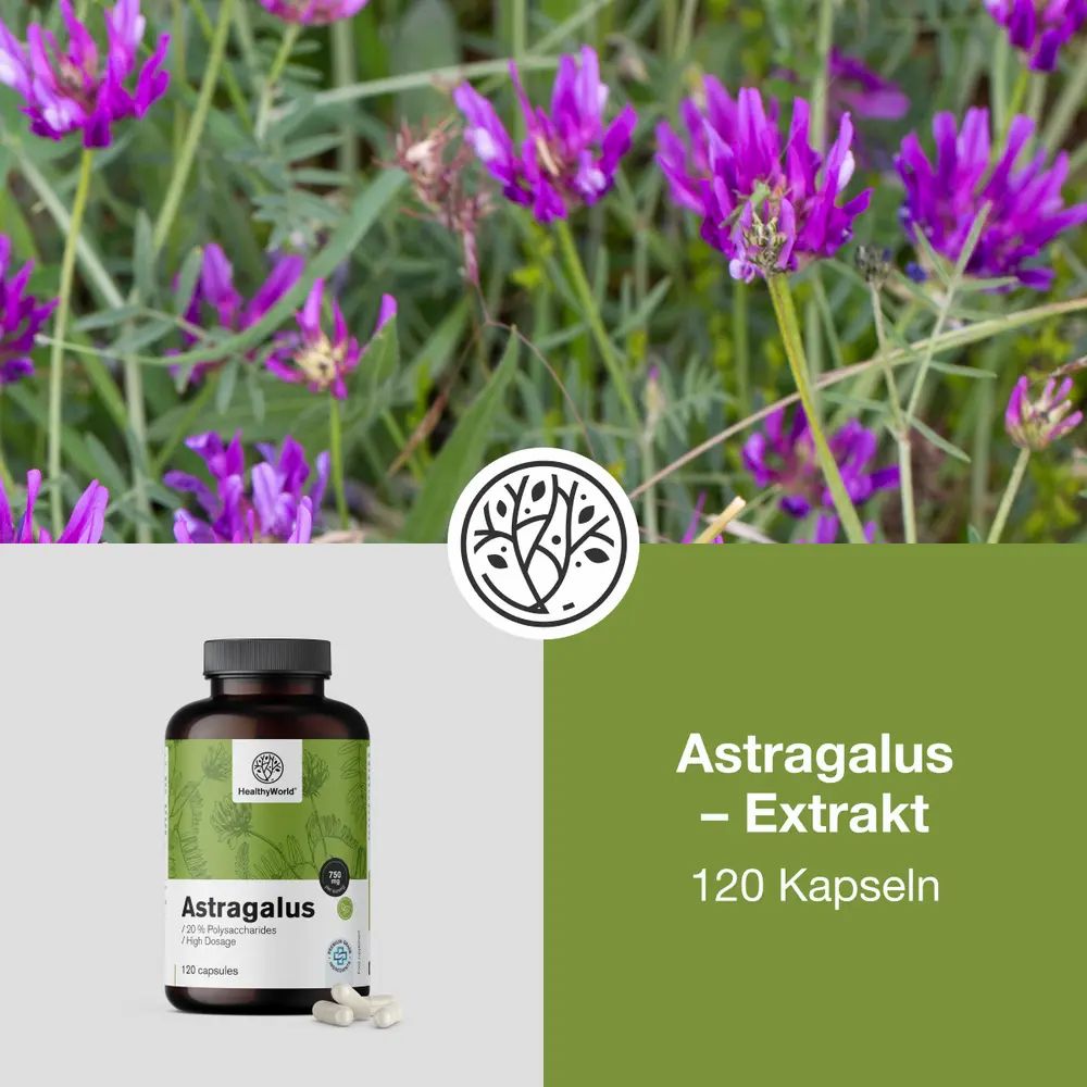 Flasche mit Astragalus-Kapseln. Text: Astragalus Extrakt, 120 Kapseln. Hintergrund mit lila Blüten.