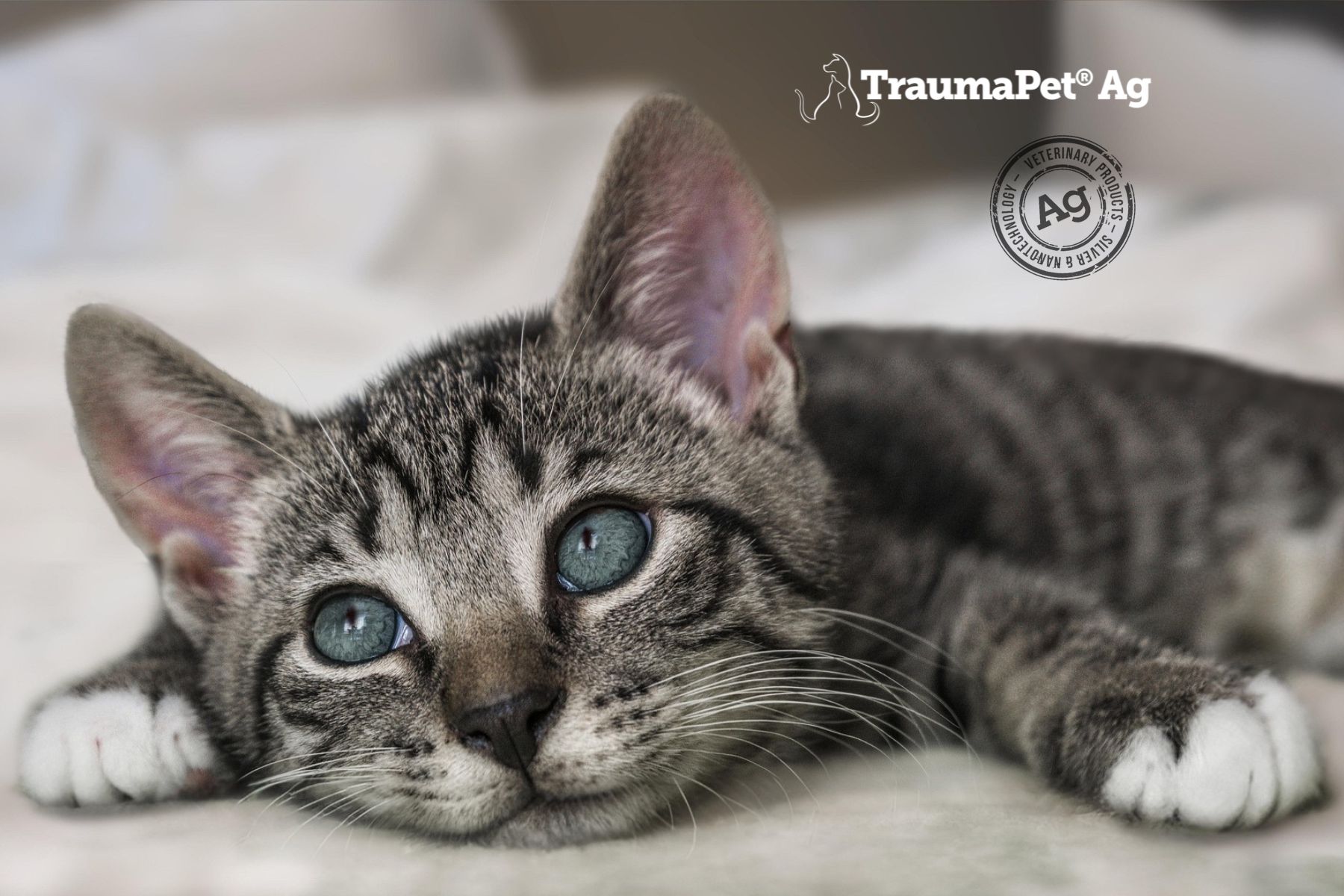 TraumaPet Augentropfen mit kolloidalem Silber für Hunde, Katzen und Pferde