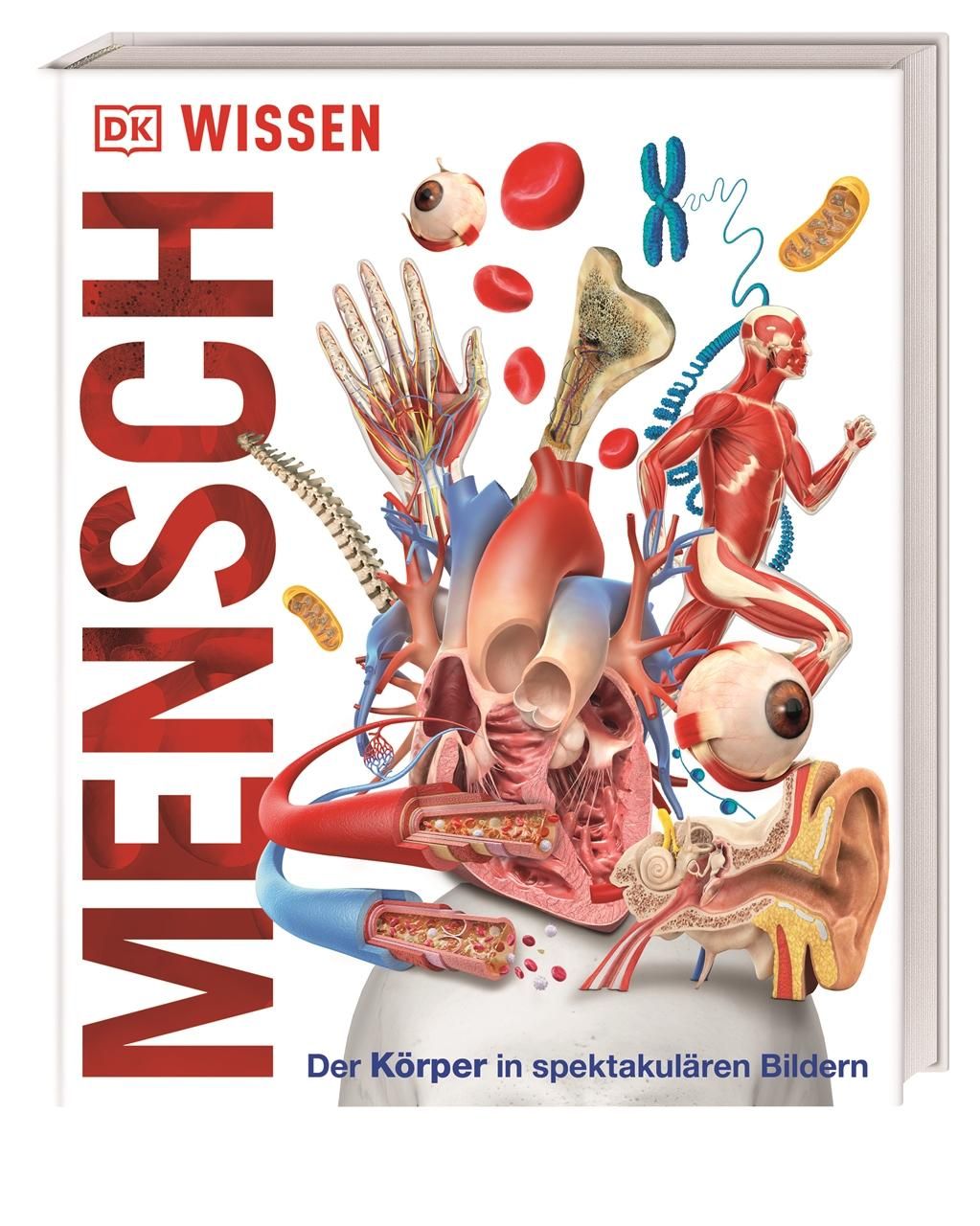 DK Wissen. Mensch Der Körper in spektakulären Bildern. Für Kinder ab 8 Jahren
