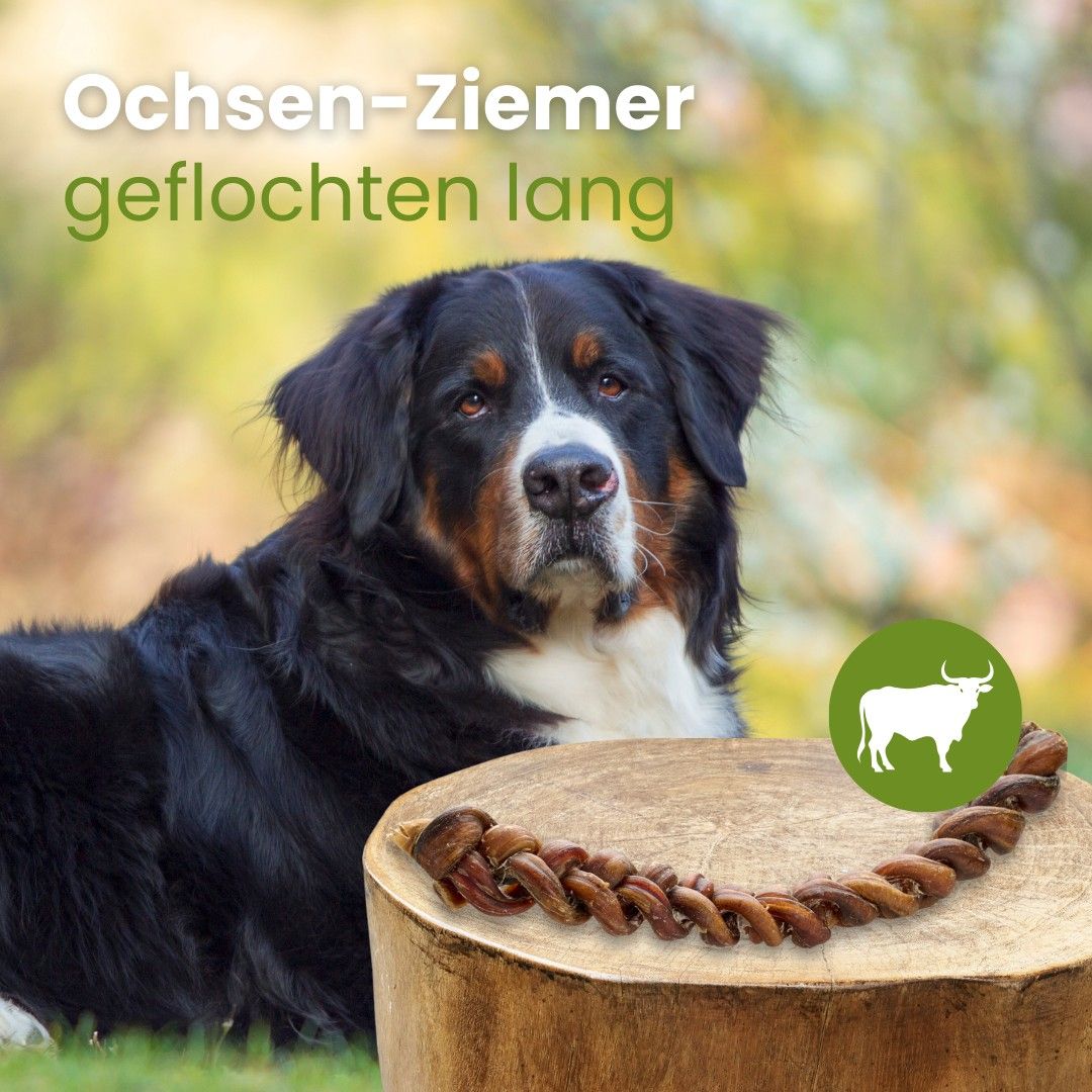 Bernersennenhund mit geflochtenem Rinderdarm-Kauartikel auf einem Holzstamm.