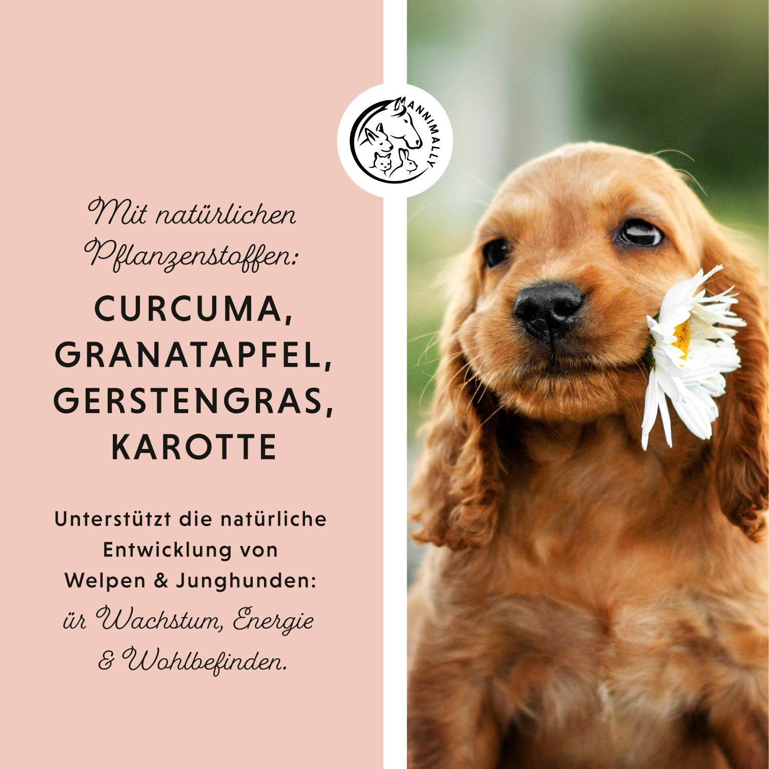 Annimally Dog‘s Daily Junior