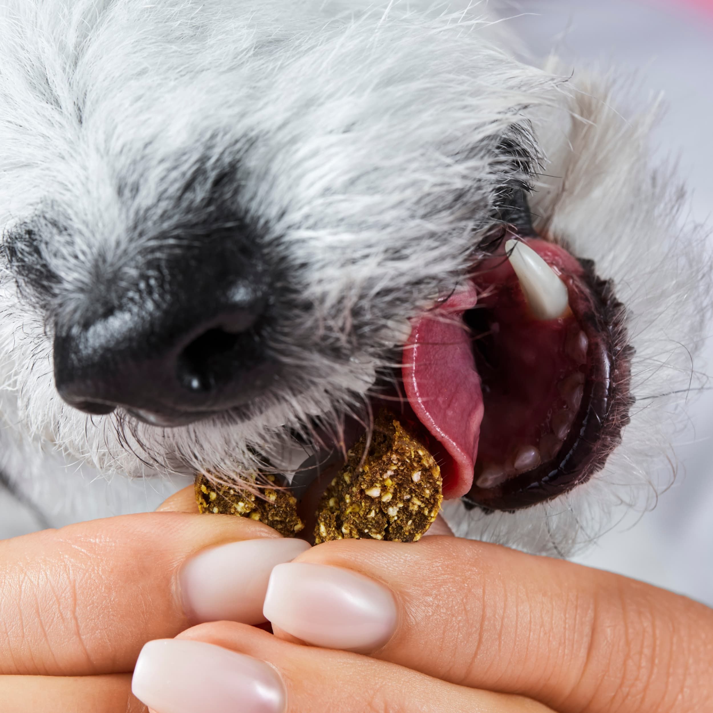 Hund frisst Tierliebhaber Gelenk Drops aus der Hand.