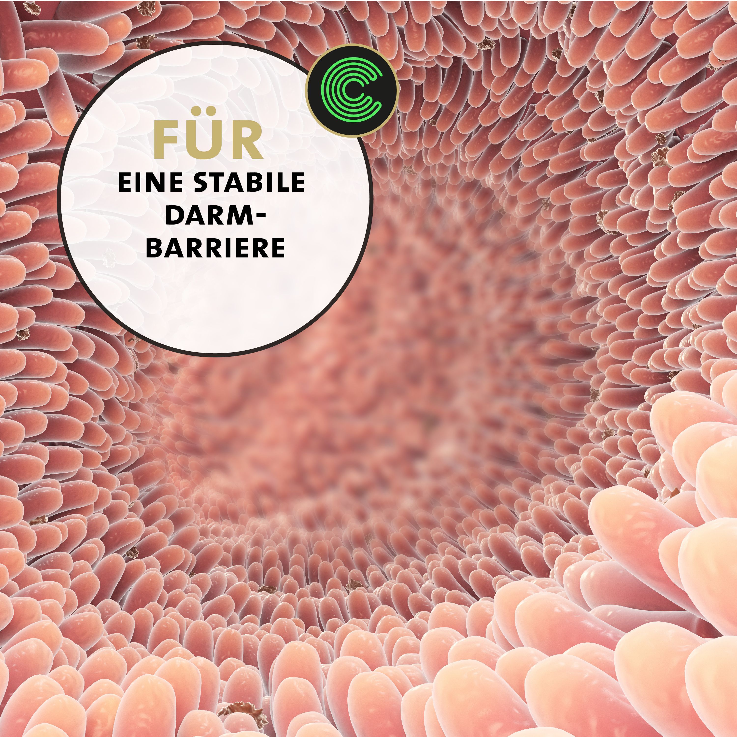 Darm-Ansicht. Text: Für eine stabile Darmbarriere. Logo: C.